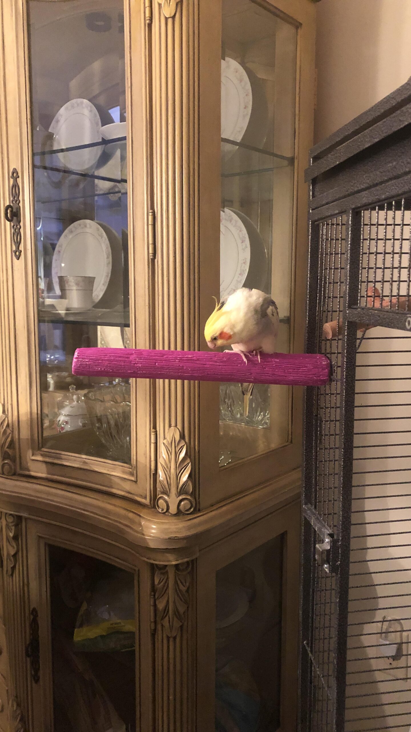 Penn-Plax Bird-Life Calcium Trimmer-Perch, Naturally Trims Nails & Beak - Easy-Mounting Bird Perch Stand for Cages - Great for Parrots, Cockatoos, Macaws, & Other Large Birds - Green, 10 Inch customer photo 1