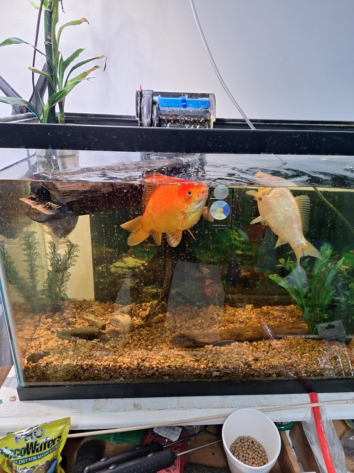 Kaytee Koi's Choice Koi Floating Fish Food, For Koi, Goldfish and Pond Fish, 10 pounds customer photo 2