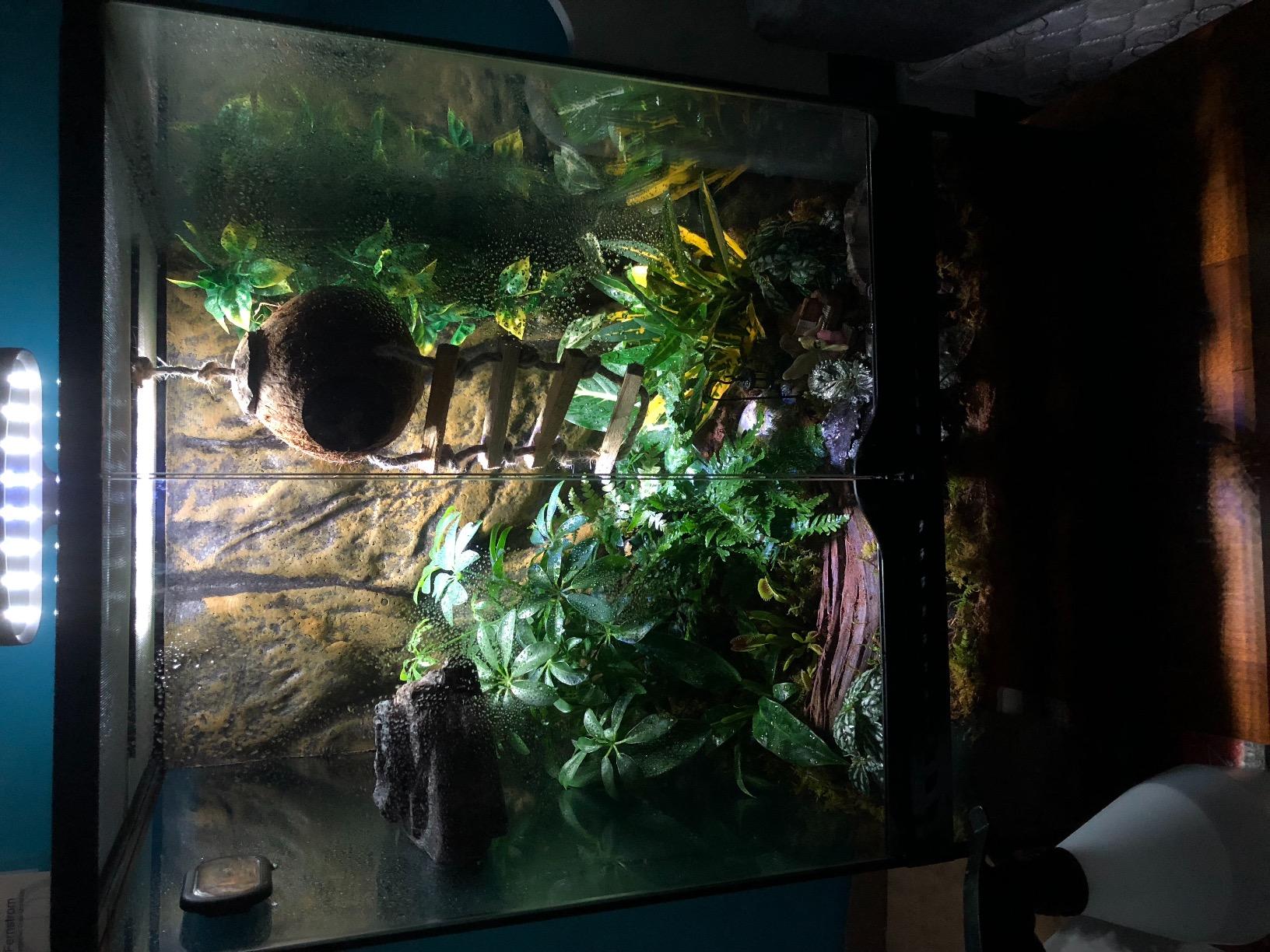Exo Terra Glass Terrarium Kit, for Reptiles and Amphibians, Mini Wide, 12 x 12 x 12 Inches customer photo 2