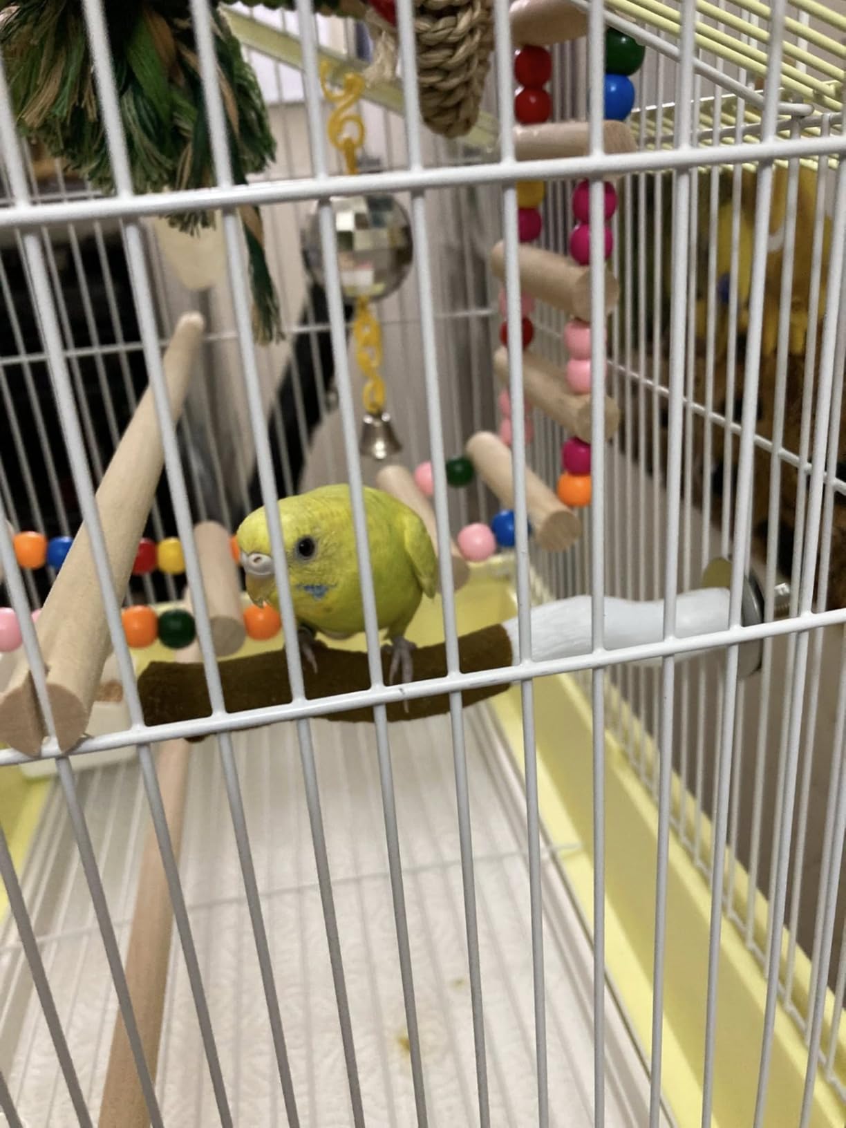 Prevue Hendryx SP1720-4 Shanghai Parakeet Cage, Green and White customer photo 1