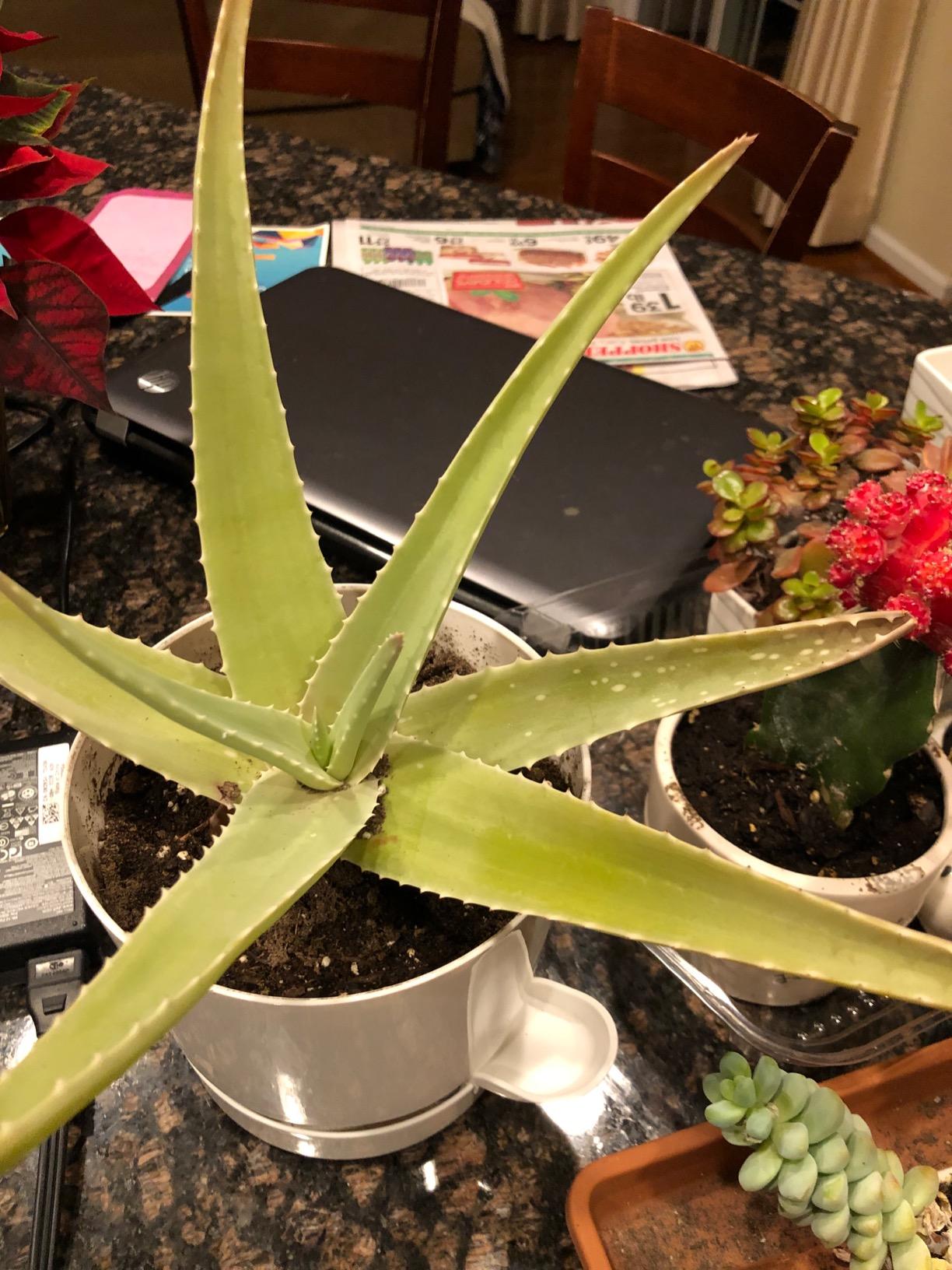 Grow More Cactus Juice (1-7-6) - 16oz Succulent Fertilizer - Calcium-Rich for Growth & Root Development customer photo 1