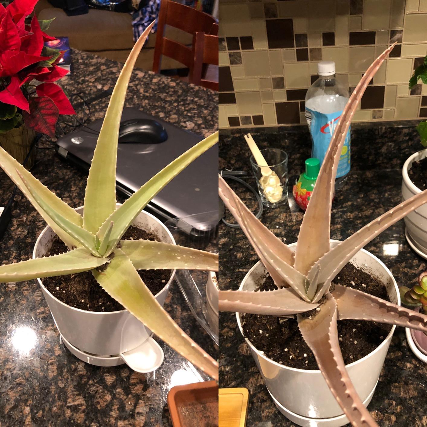 Grow More Cactus Juice (1-7-6) - 16oz Succulent Fertilizer - Calcium-Rich for Growth & Root Development customer photo 2