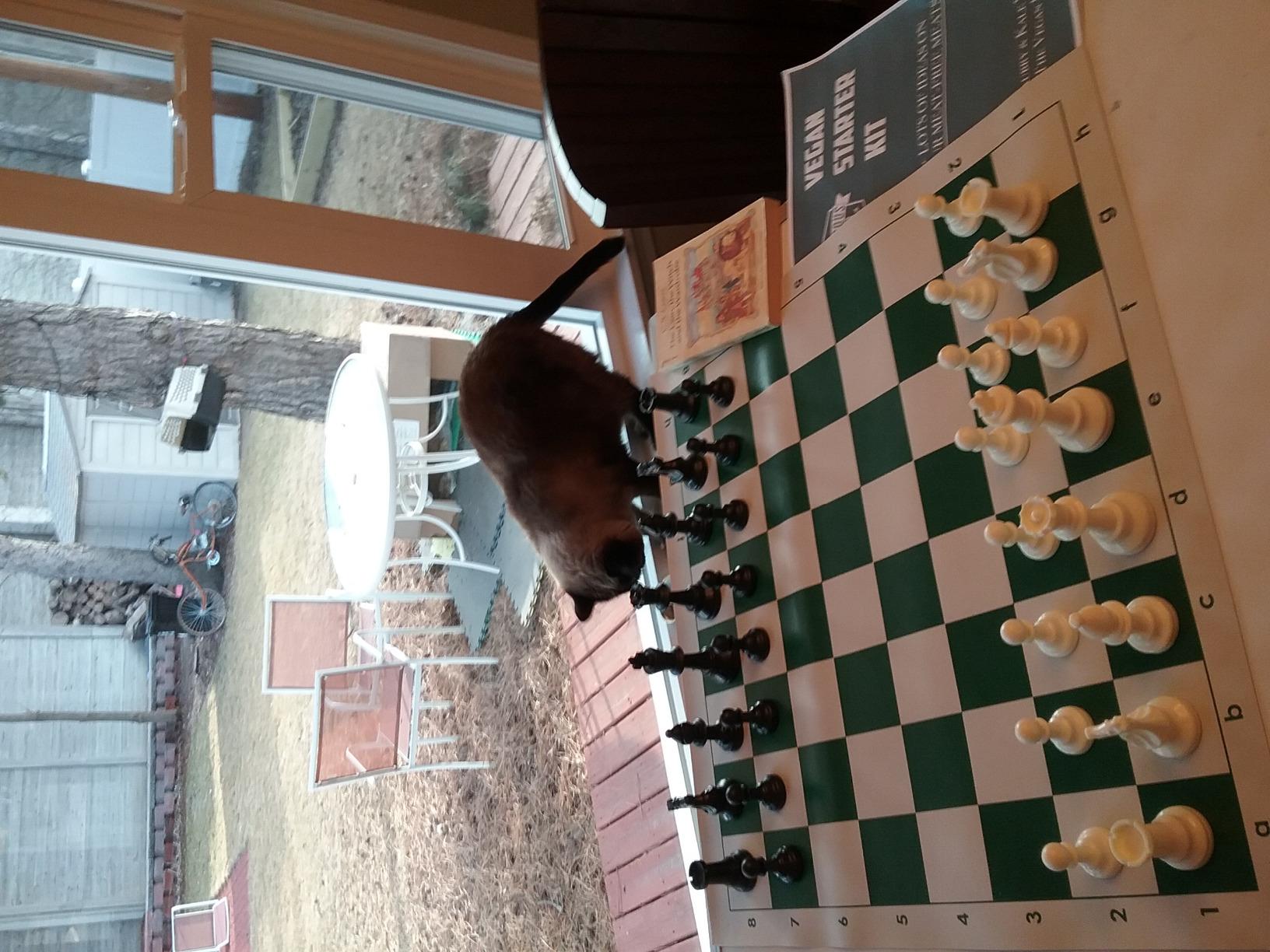 WE Games Chess Set - Tournament Style with 34 Pieces, Vinyl Roll-Up Board, Storage Bag & Equalizer Dice. Ideal for Adults customer photo 1