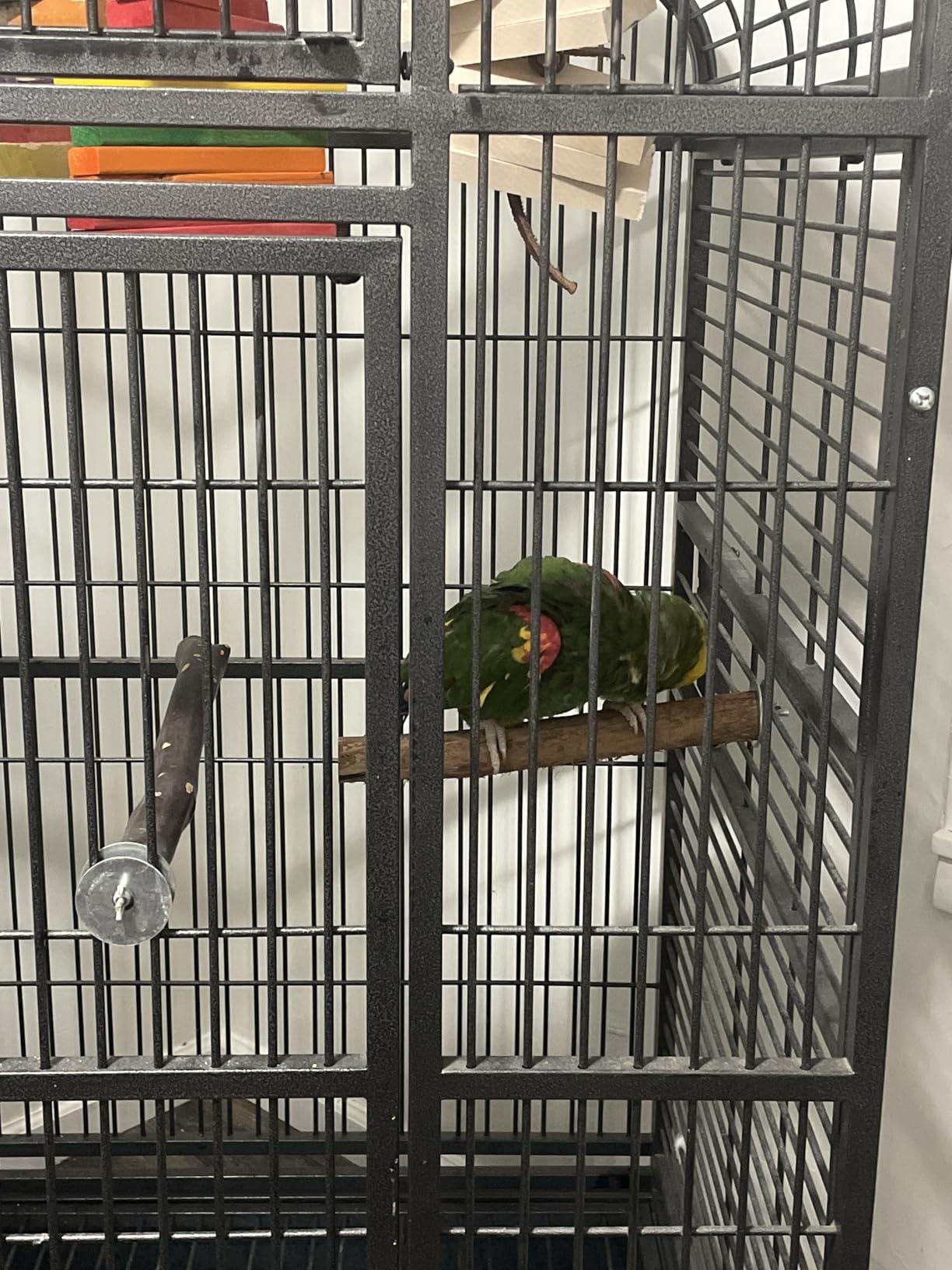Polly's Hardwood Bird Perch, X-Large customer photo 1
