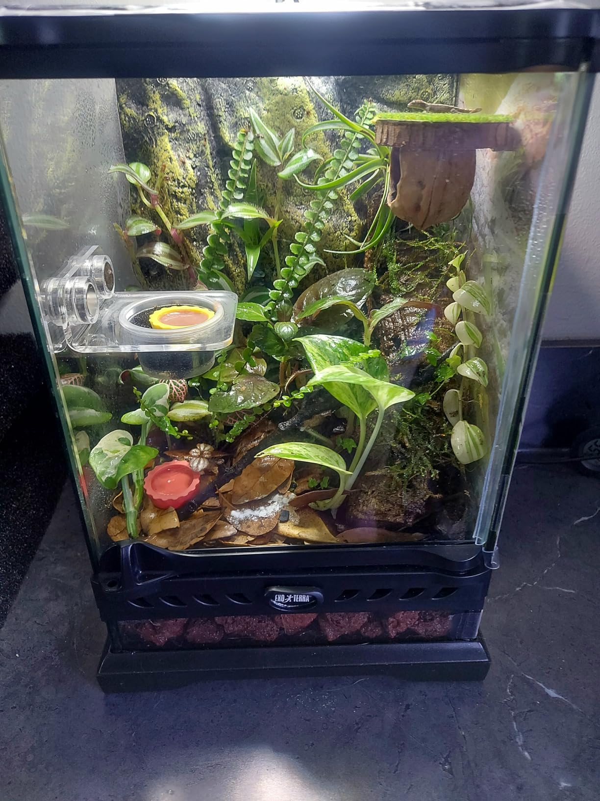 Exo Terra Glass Nano Terrarium Kit for Reptiles and Amphibians, Nano Tall - 8 x 8 x 12 Inches customer photo 1