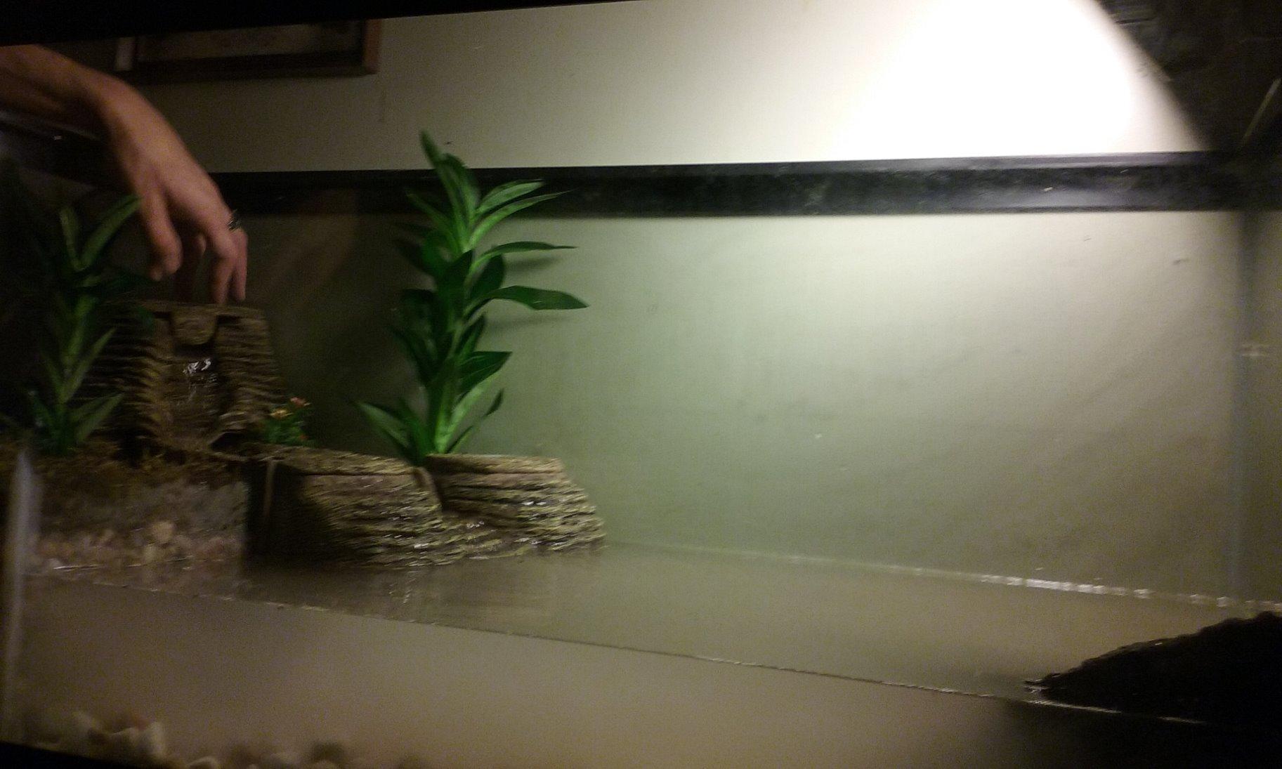 TetraFauna Viquarium, All-In-One Terrarium And Aquarium, Ideal For Aquatic Reptiles And Amphibians customer photo 1