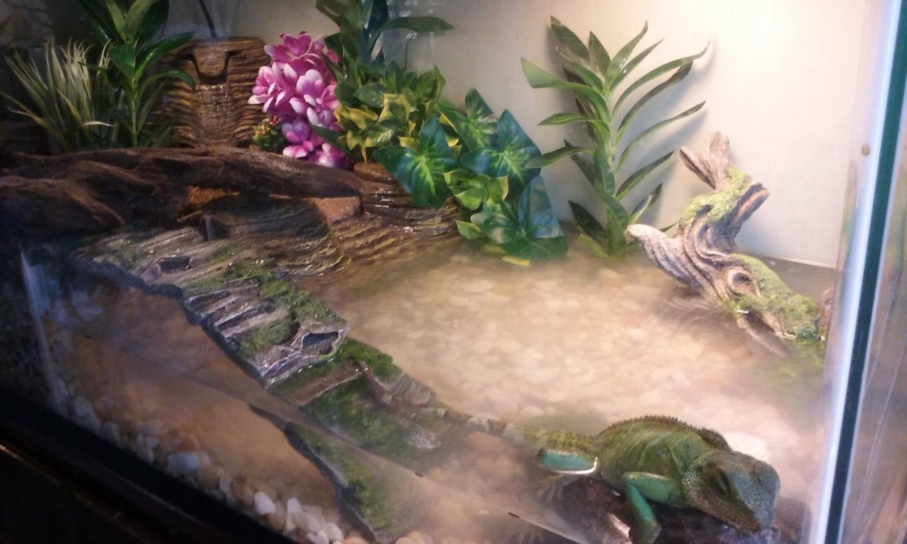 TetraFauna Viquarium, All-In-One Terrarium And Aquarium, Ideal For Aquatic Reptiles And Amphibians customer photo 2