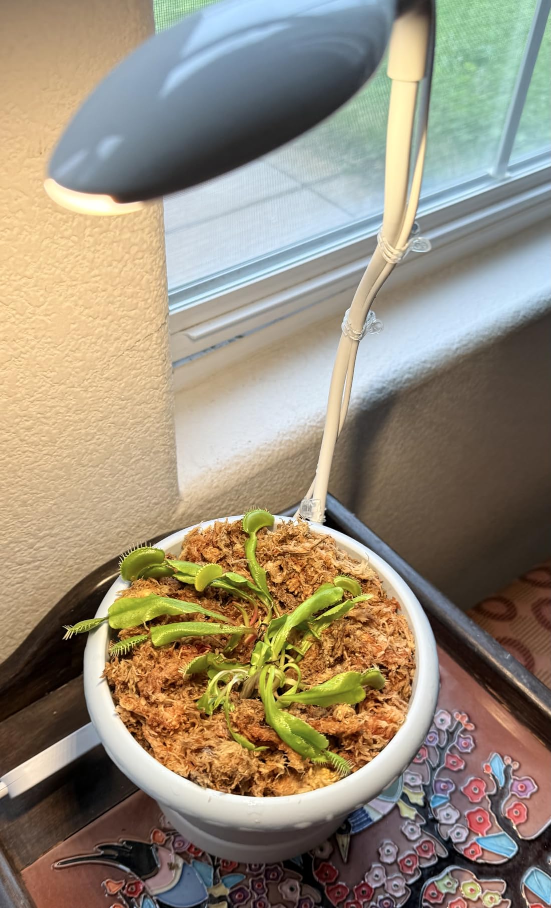 Better-Gro Premium Grade Orchid Moss - 100% Natural, Imported Sphagnum Moss for Orchids, Ferns, and Hostas, Excellent for Hanging Baskets and Propagating Plants - 190 Cubic Inches customer photo 1