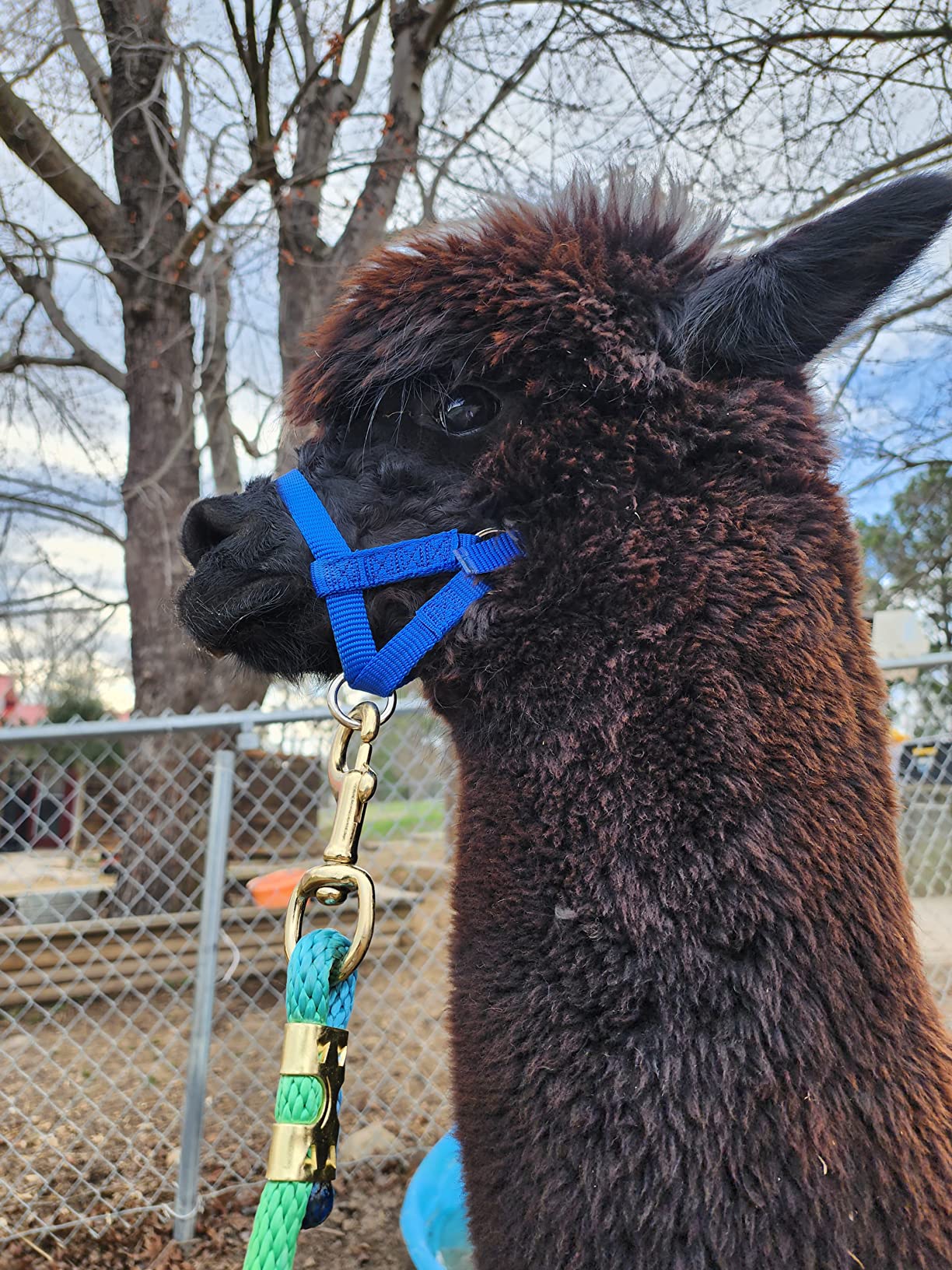Weaver Leather Unisex Adult Livestock Halter Nylon Alpaca 5/8IN LG BL, Blue, Large customer photo 1