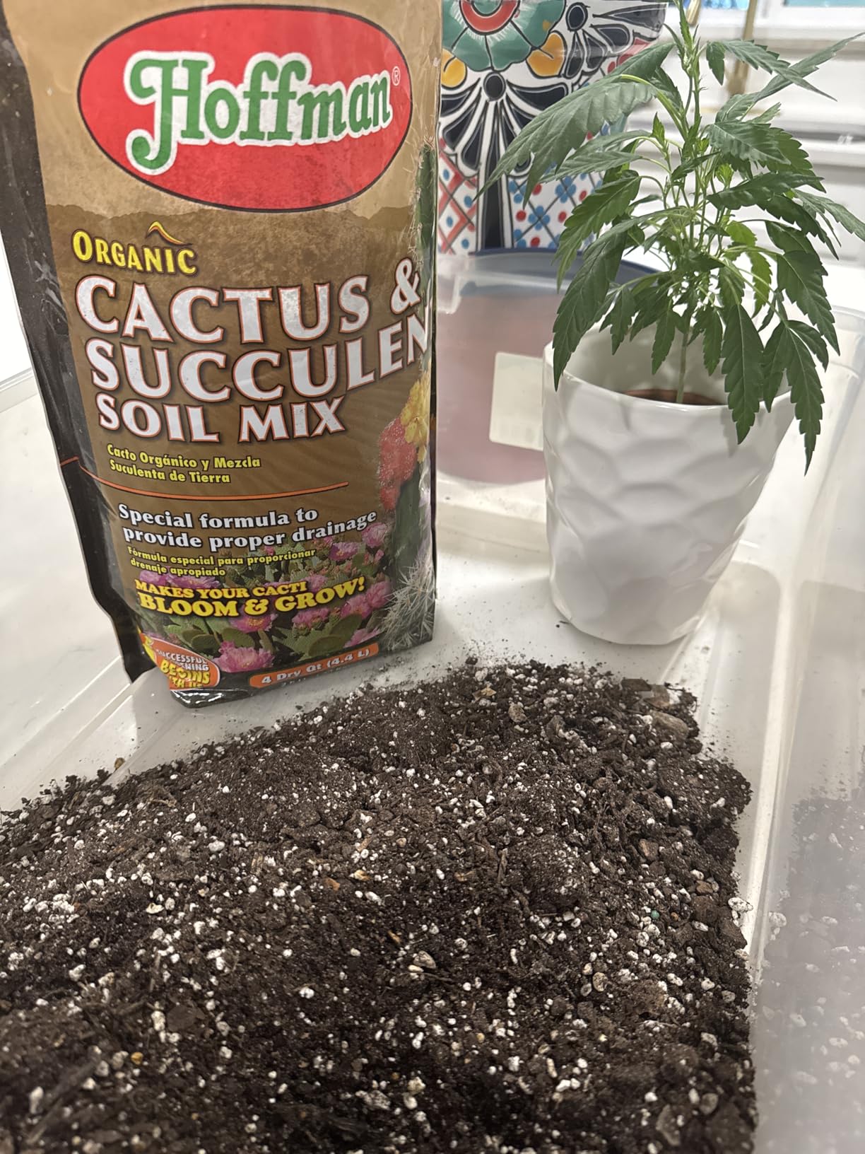 Hoffman 10404 Organic Cactus and Succulent Soil Mix, 4 Quarts customer photo 1