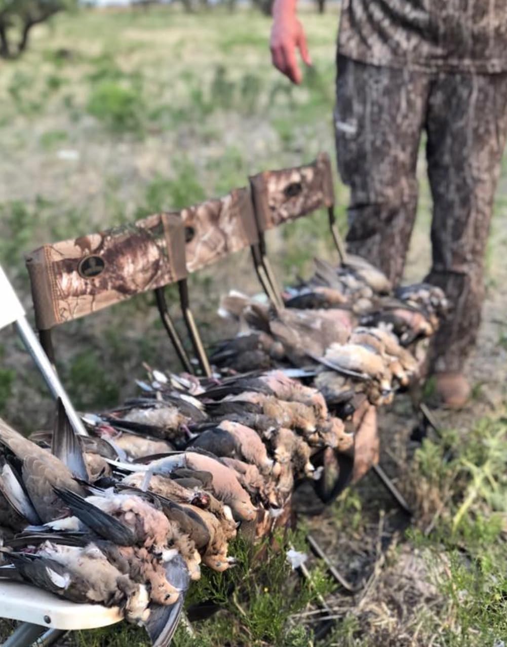 MOJO Outdoors Dove Hunting Decoys and Accessories customer photo 2