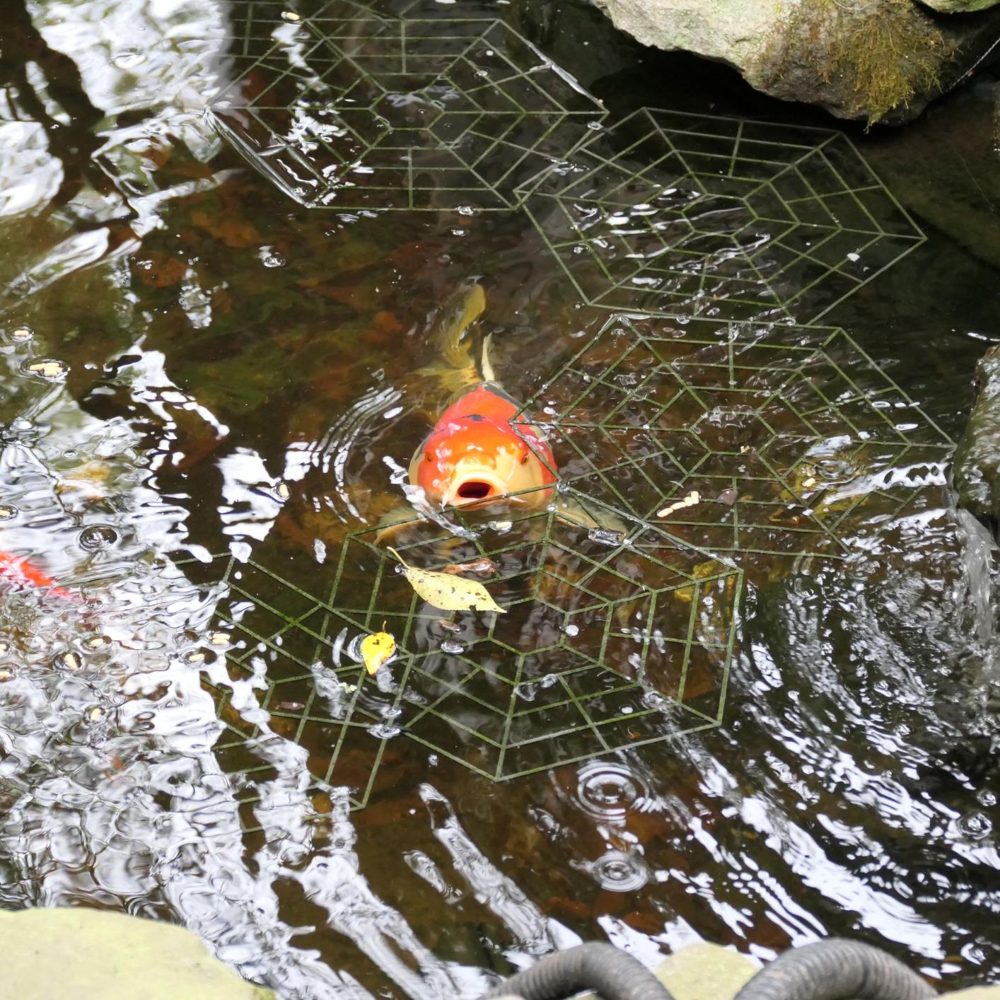 Bird B Gone Pond Defender (12 Pack) - Floating Koi Pond Cover & Heron Deterrent, UV-Protected Interlocking Discs for Fish Pond Protection - Alternative to Pond Netting for Koi Ponds & Water Gardens customer photo 1