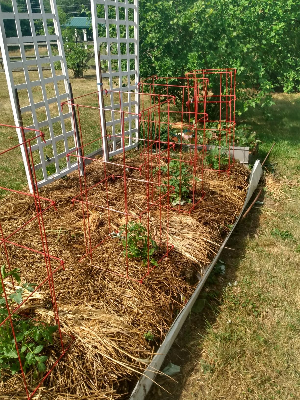 Gardener's Supply Company Lifetime Tomato Cages | Heavy Gauge Sturdy Garden Plant Supports for Vegetables and Other Climbing Plants | No Assembly Needed - Green (Set of 4) customer photo 1