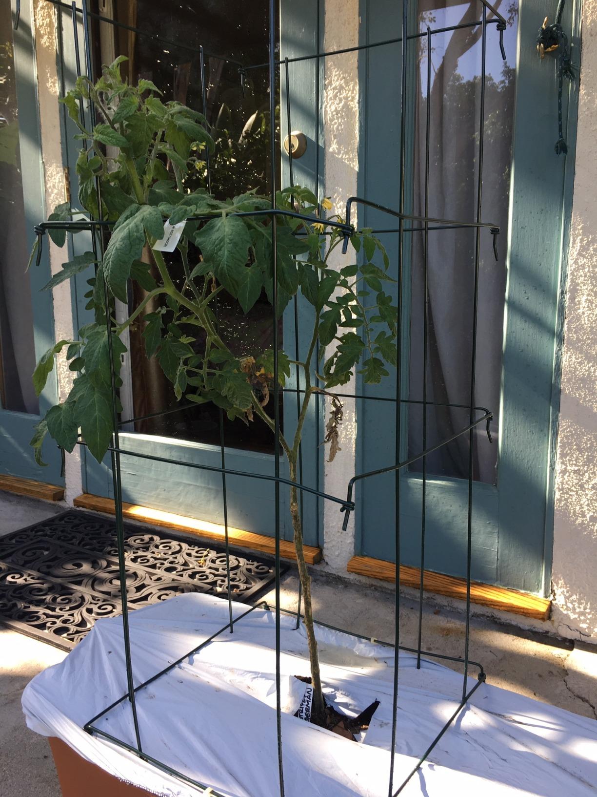 Gardener's Supply Company Lifetime Tomato Cages | Heavy Gauge Sturdy Garden Plant Supports for Vegetables and Other Climbing Plants | No Assembly Needed - Green (Set of 4) customer photo 2