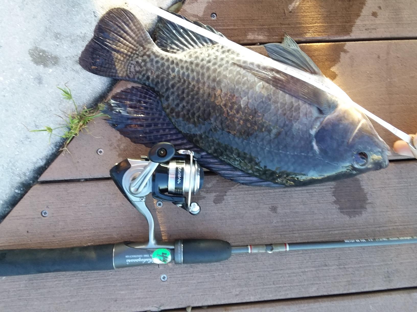 Daiwa Strikeforce-B SF1000 Ultralight Spinning Reel customer photo 1