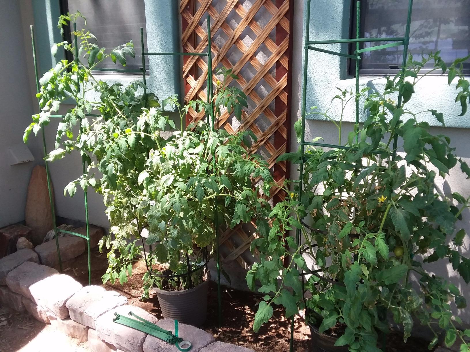 Gardener's Blue Ribbon 3-Pack Ultomato Tomato Plant Cage, Black, Model Number: TMC3PACK customer photo 1
