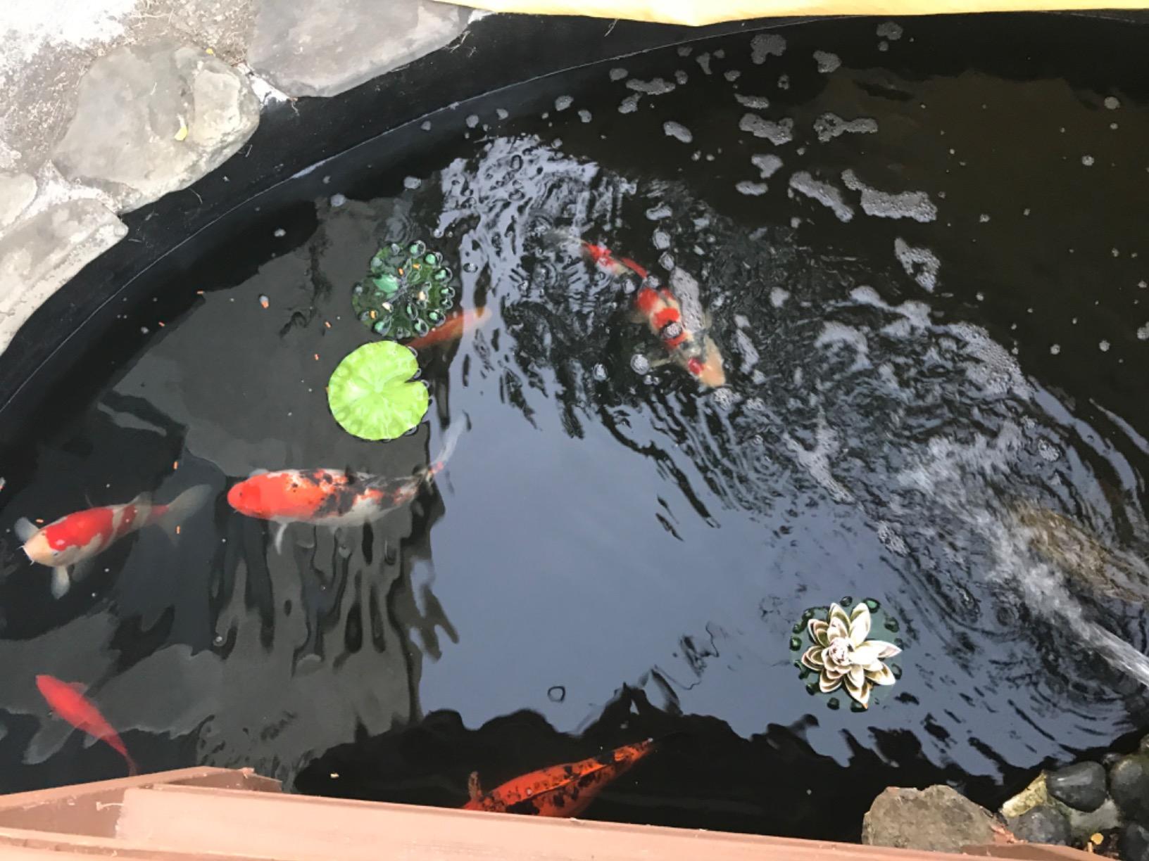 Aquascape UltraKlear 2500 UV Pond Clarifier - 28W UV Light for Clear Water & Algae Control (95037) customer photo 1