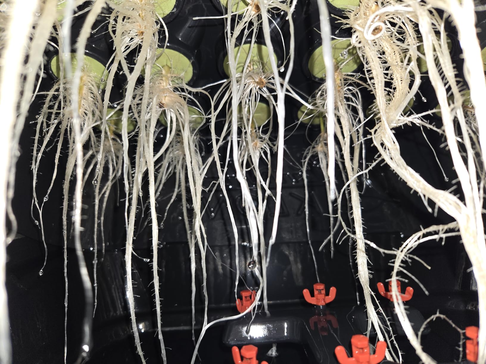 TurboKlone T24D Aeroponic Cloner System with Built-in Fan and Humidity Dome customer photo 1