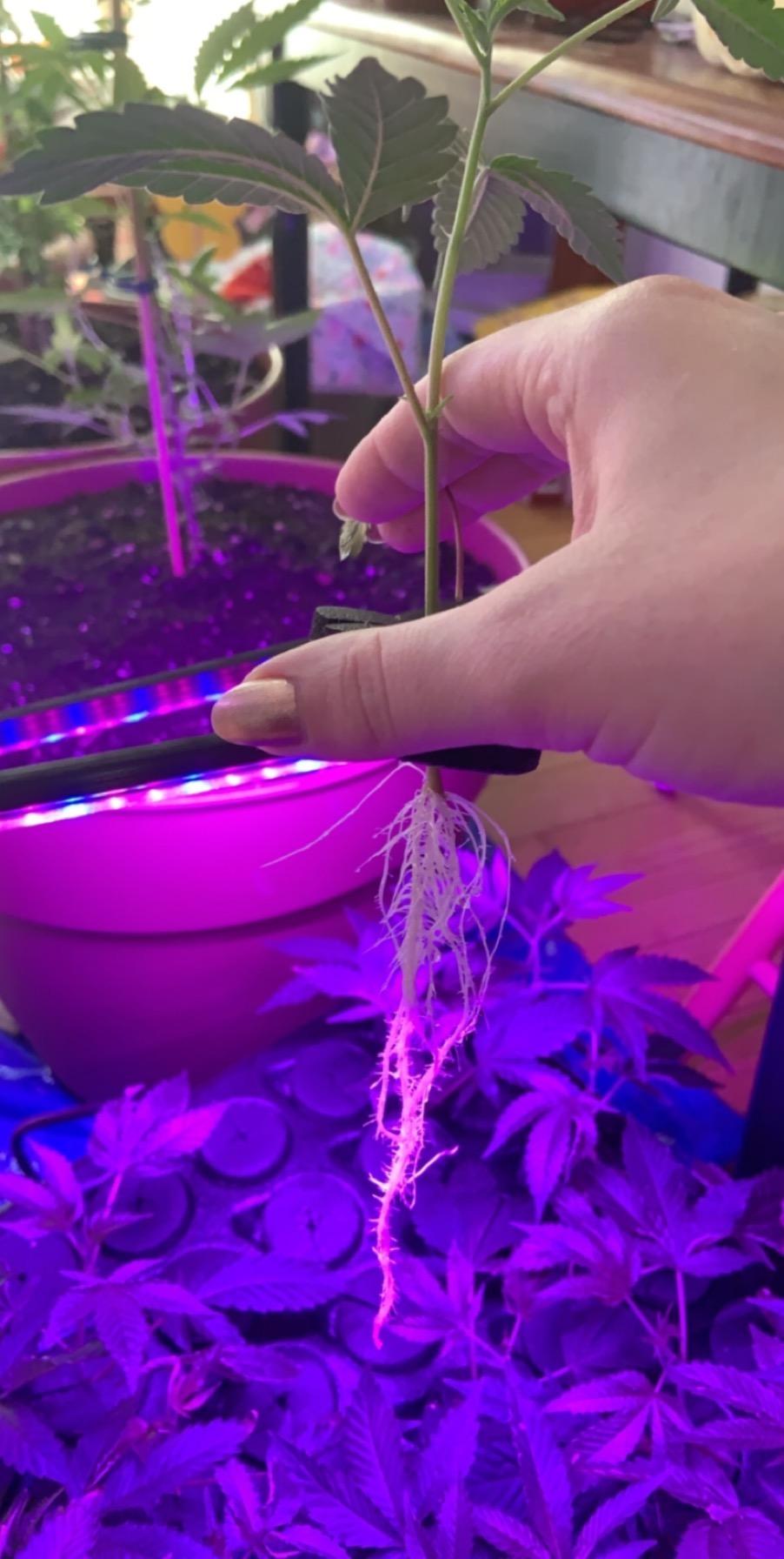 TurboKlone T24D Aeroponic Cloner System with Built-in Fan and Humidity Dome customer photo 2