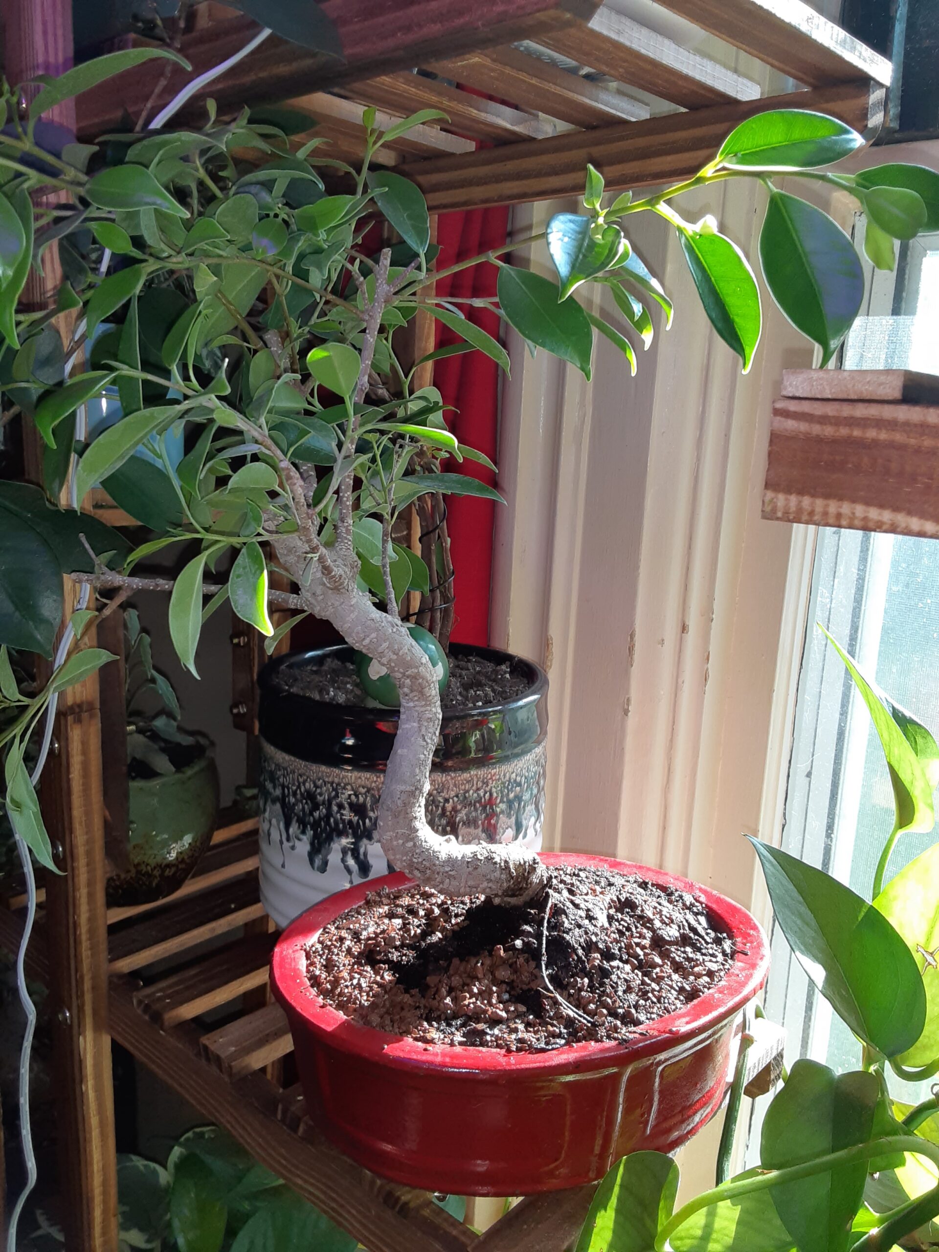 Bonsai Boy Ficus Retusa Bonsai Tree - Medium Curved Trunk Style customer photo 1