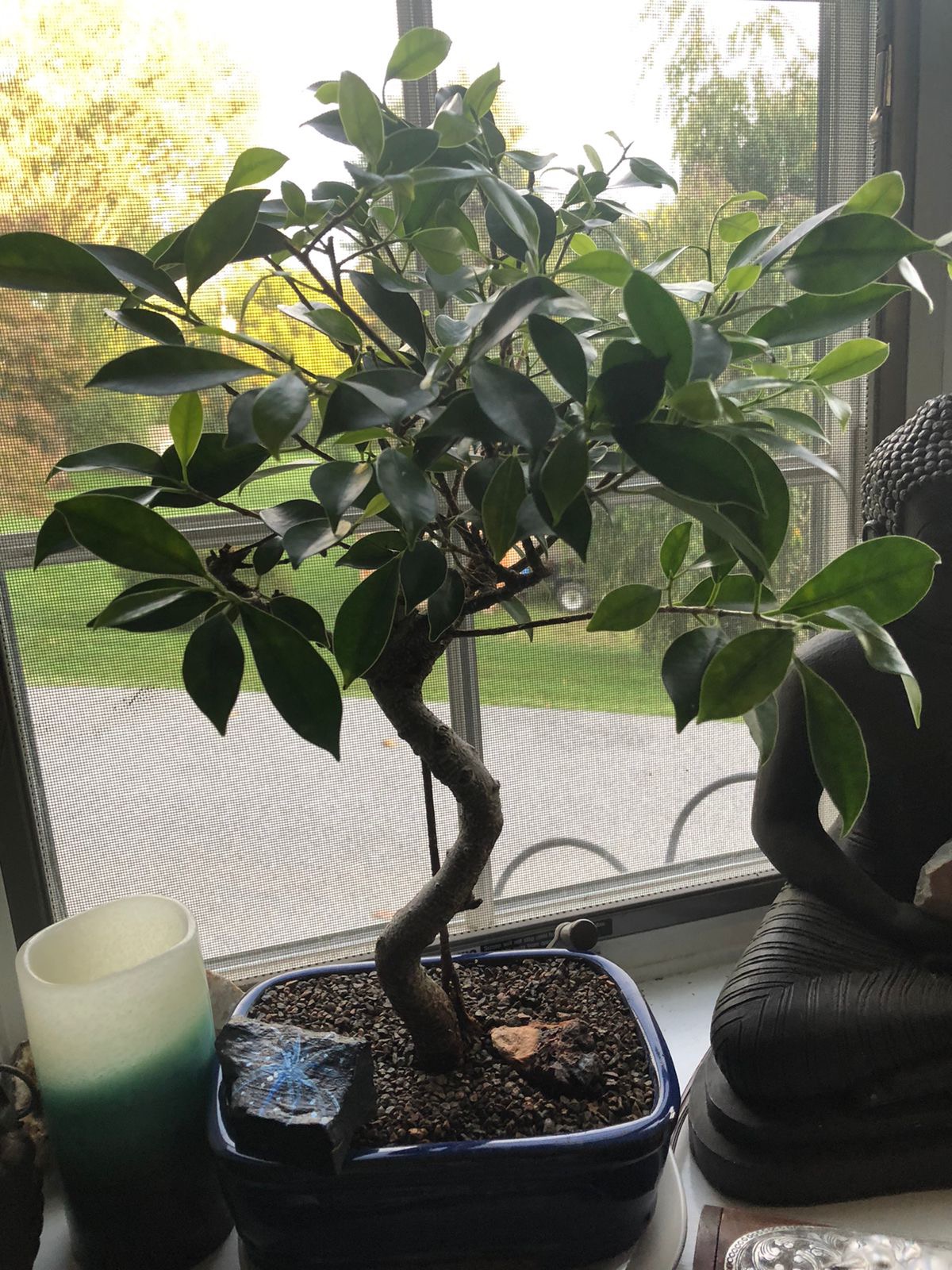 Bonsai Boy Ficus Retusa Bonsai Tree - Medium Curved Trunk Style customer photo 2