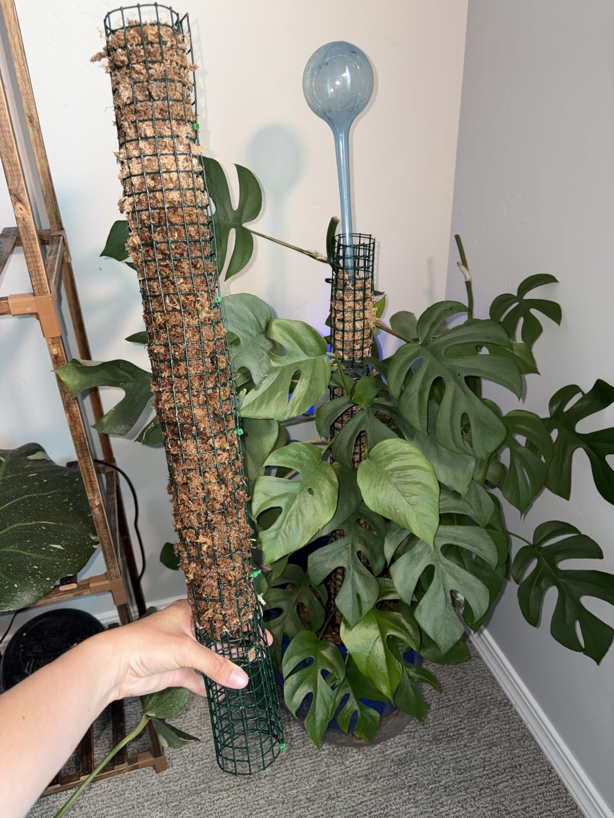 Better-Gro Sphagnum Moss - 100% Natural, Long-Fiber Moss for Orchids, Ferns, and Hostas, Excellent for Hanging Baskets and Propagating Plants - 240 Cubic Inches customer photo 1