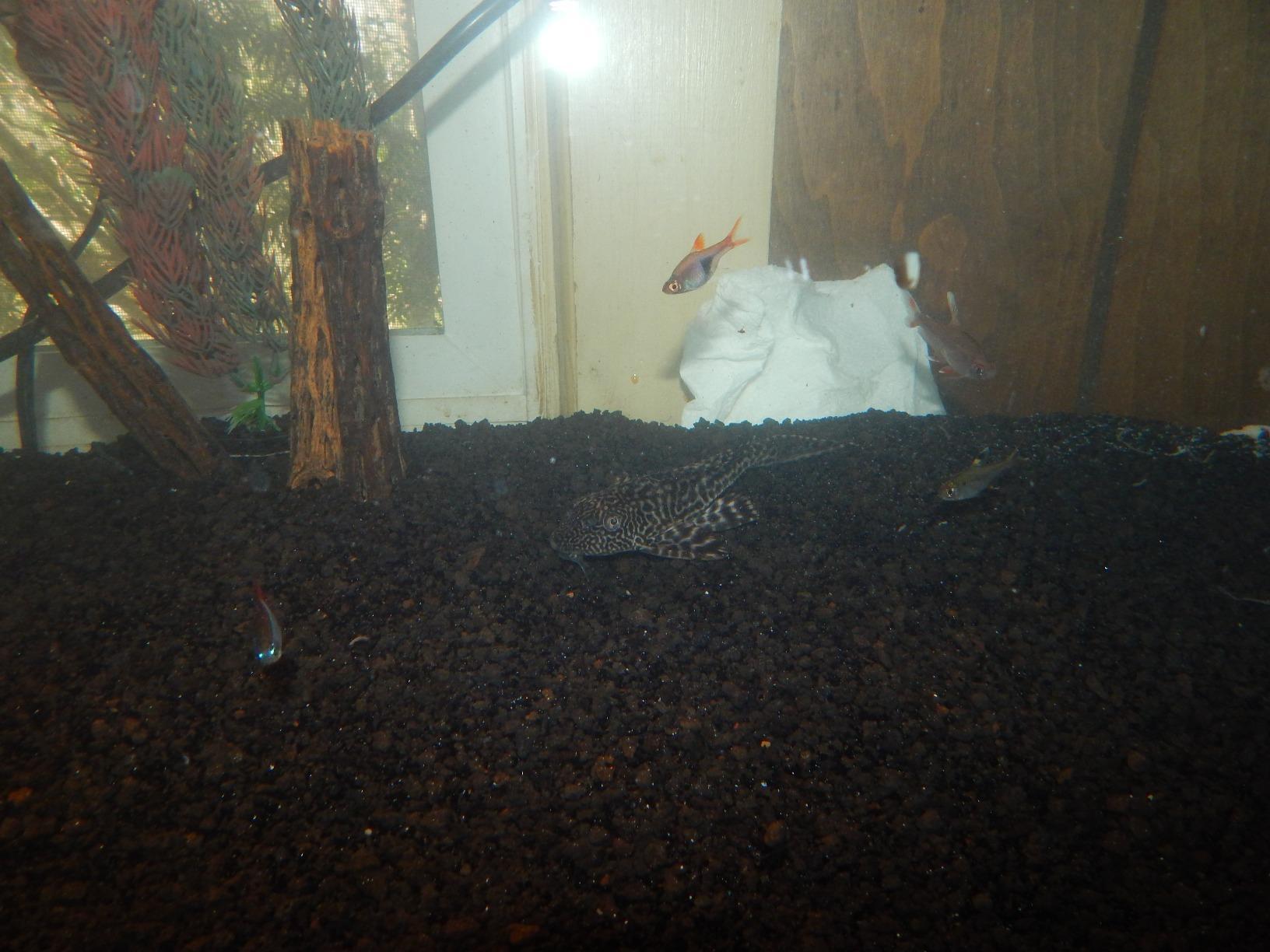 Carib Sea Eco-Complete Planted Aquarium Substrate, Red - 20 lb customer photo 1