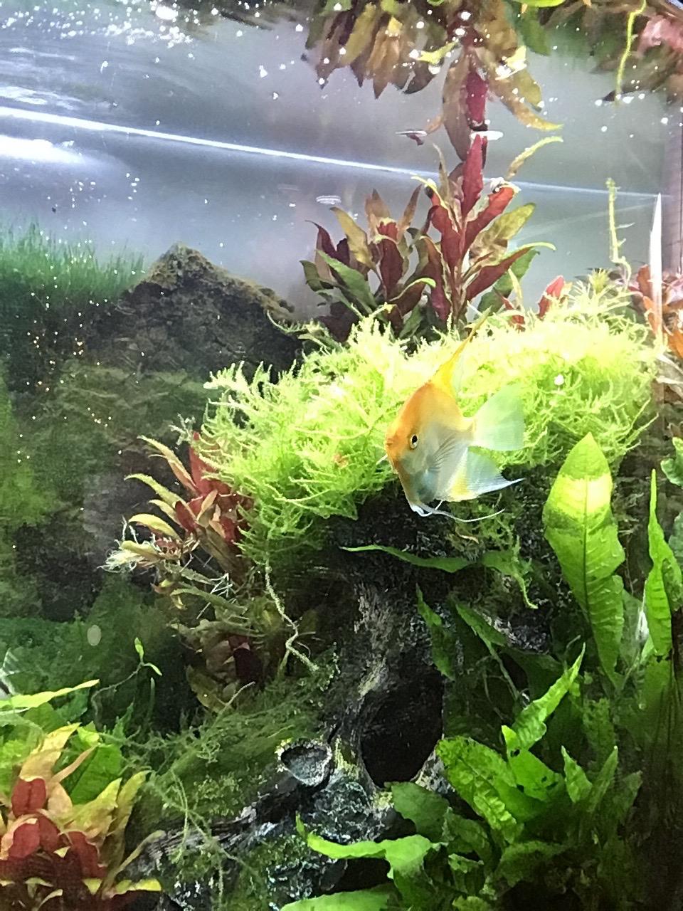 Carib Sea Eco-Complete Planted Aquarium Substrate, Red - 20 lb customer photo 2