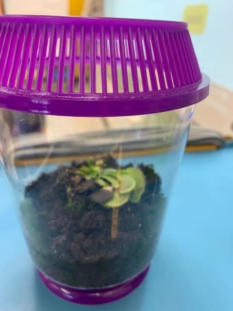 Venus Fly Trap Live Plant + Sundew Plant Set with Terrarium + Carnivorous Plants Food, Feeding Tweezers, Peat and Venus Flytrap + Sundew Carnivorous Plants Live customer photo 1