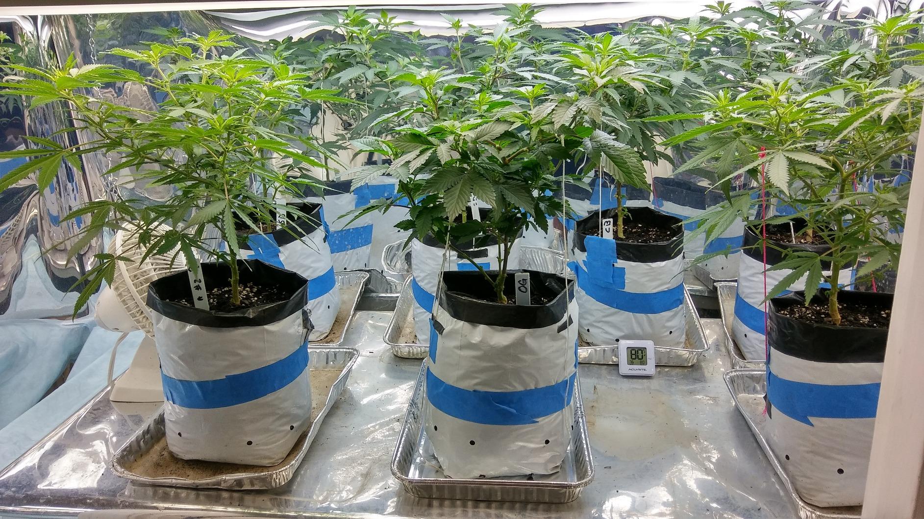 Advanced Nutrients 6201-14AB pH Perfect Sensi Grow Part A+B, 1 Liter, Brown/A customer photo 2
