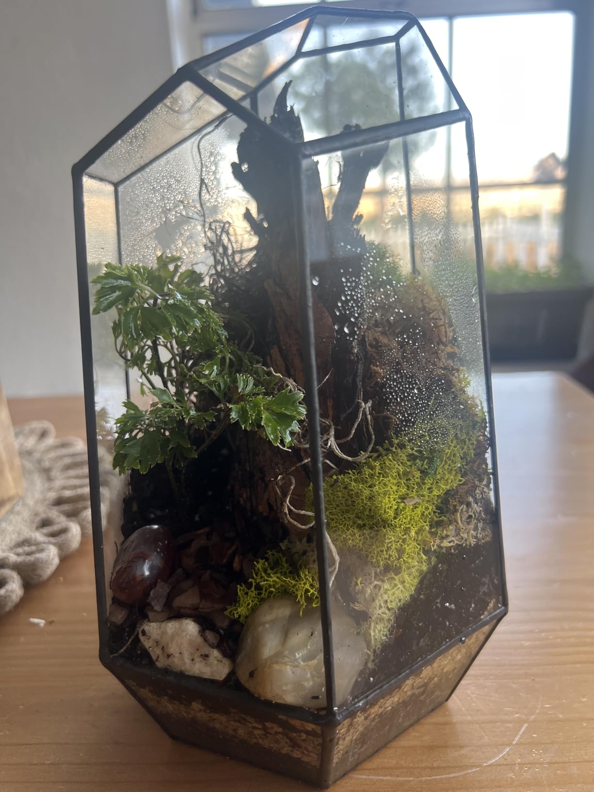 NCYP No Door Geometric Glass Terrarium Planter for Small Succulent, Small Cacti, Black Irregular Opened Terrarium Pot, Indoor Home Garden Office Tabletop Decor, 6.5