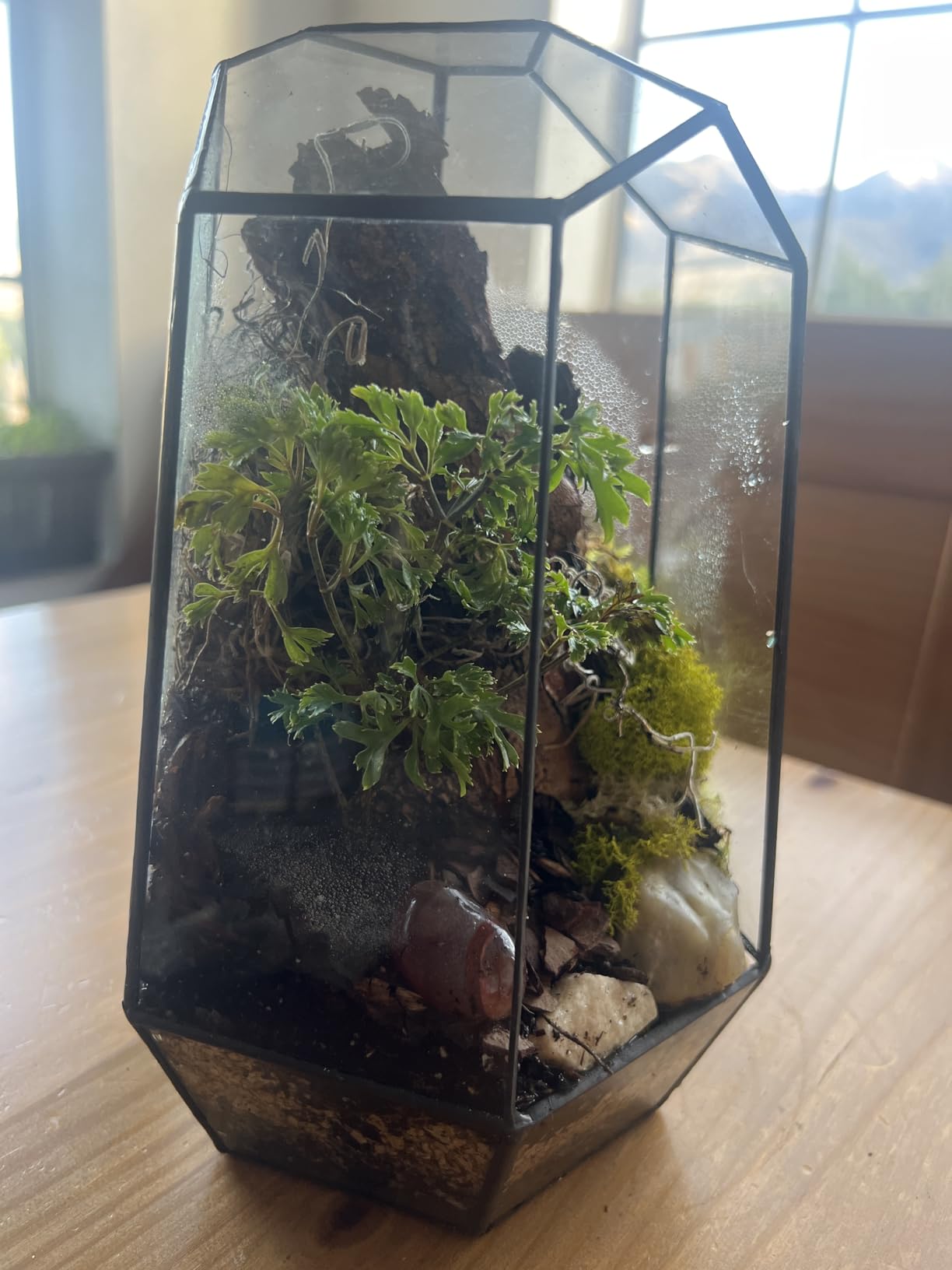 NCYP No Door Geometric Glass Terrarium Planter for Small Succulent, Small Cacti, Black Irregular Opened Terrarium Pot, Indoor Home Garden Office Tabletop Decor, 6.5