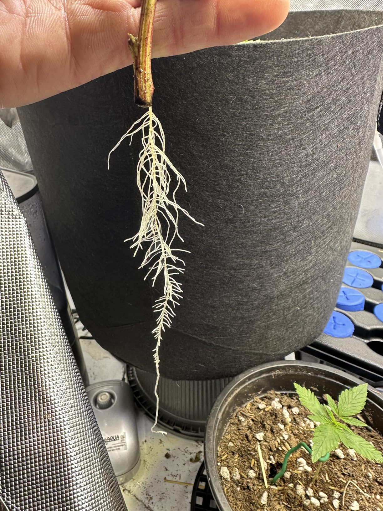 OxyClone OX20SYS 20 Site, Compact Recirculating Cloning Propagation System, Heavy Yields customer photo 2