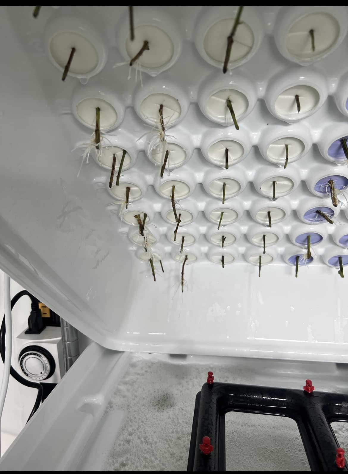 EZ Clone 128 Cutting Cloning System customer photo 2