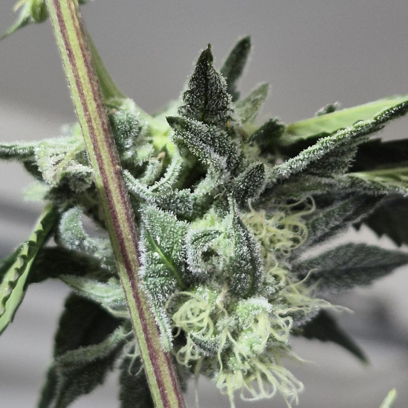Bloom Booster and Yield Enhancer for Plants - Big, Heavy, Healthy Harvests, for Use in Soil and Hydroponics - Concentrated Phosphorus and Potassium - Flower Fuel 1-34-32, 250g customer photo 1