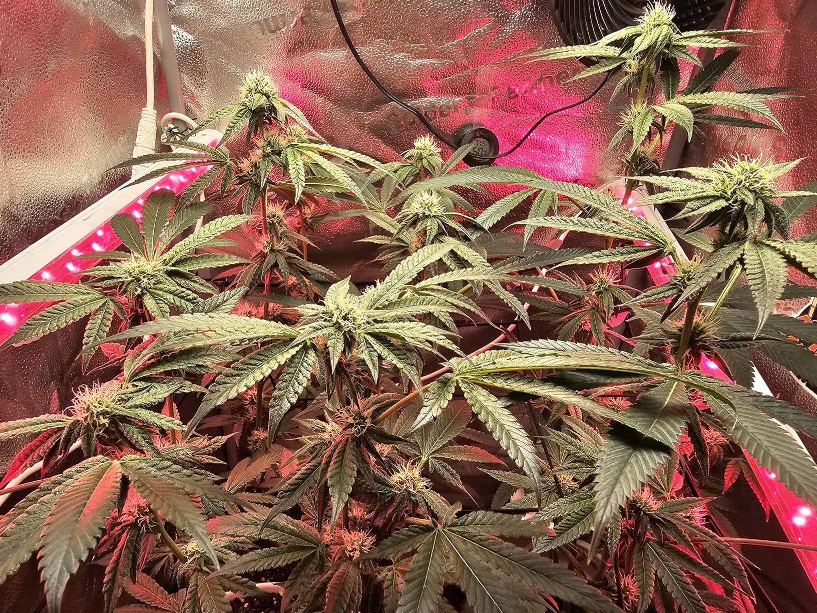 Bloom Booster and Yield Enhancer for Plants - Big, Heavy, Healthy Harvests, for Use in Soil and Hydroponics - Concentrated Phosphorus and Potassium - Flower Fuel 1-34-32, 250g customer photo 2