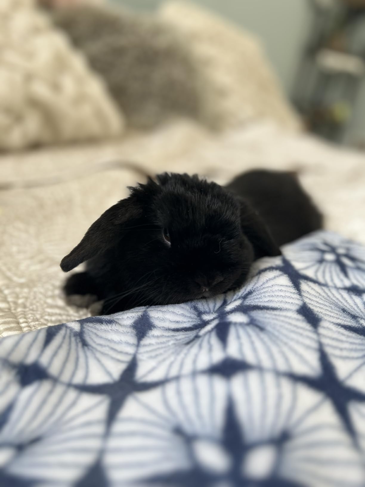 Oxbow Pure Comfort Bedding, Rabbit, Hamster, & Guinea Pig Bedding, Bunny Supplies for Litter Box, Pet Safe, Low Dust, White Paper, 72 Liter Bag customer photo 2