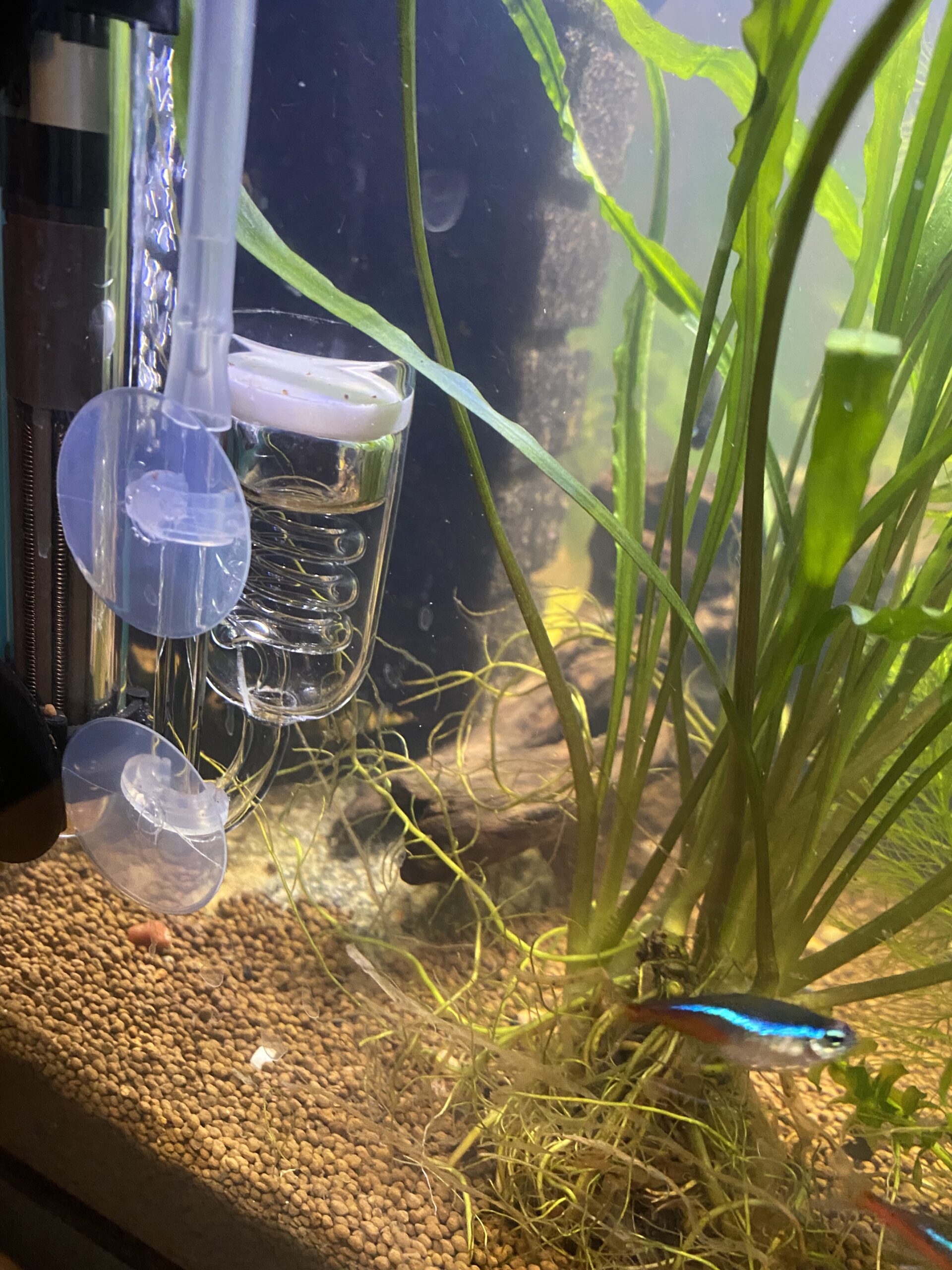 Co2 Drop Checker, Quickest Most Accurate Easiest to Use Glass Co2 Drop Checker for Planted Aquarium Fish Tank (CO2 Checker) customer photo 1
