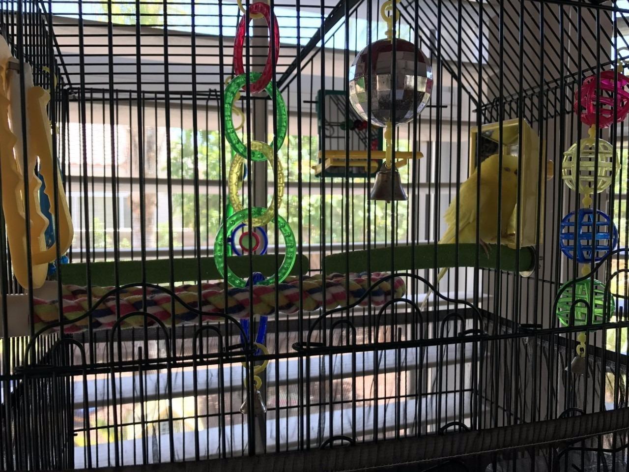 Bird Perch Rough-surfaced Nature Wood Stand Toy Branch for Parrots (Straight Perch, L) customer photo 1