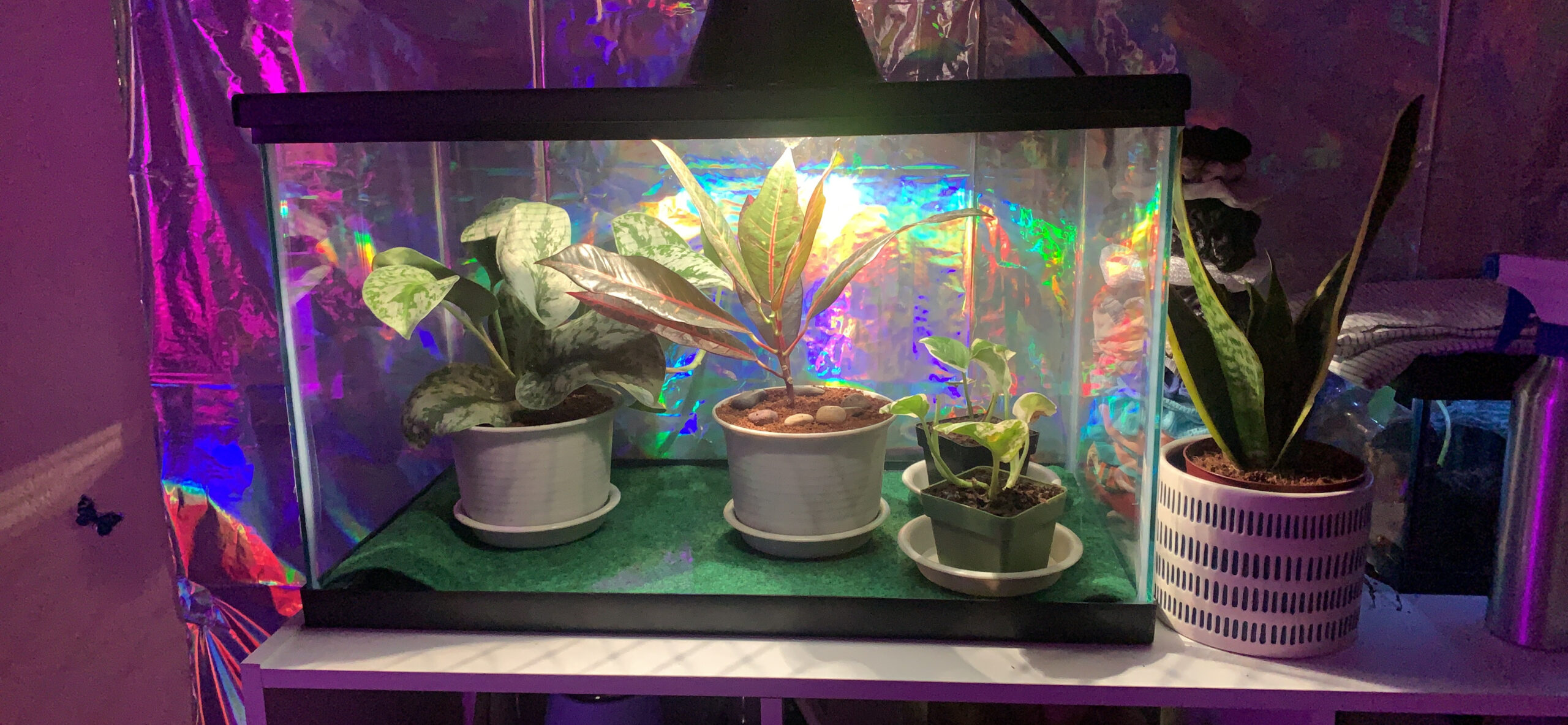 Zilla 10 Gallon Pet Reptile Starter Habitat Kit with Light and Heat for Small Tropical Dwelling Animals customer photo 1
