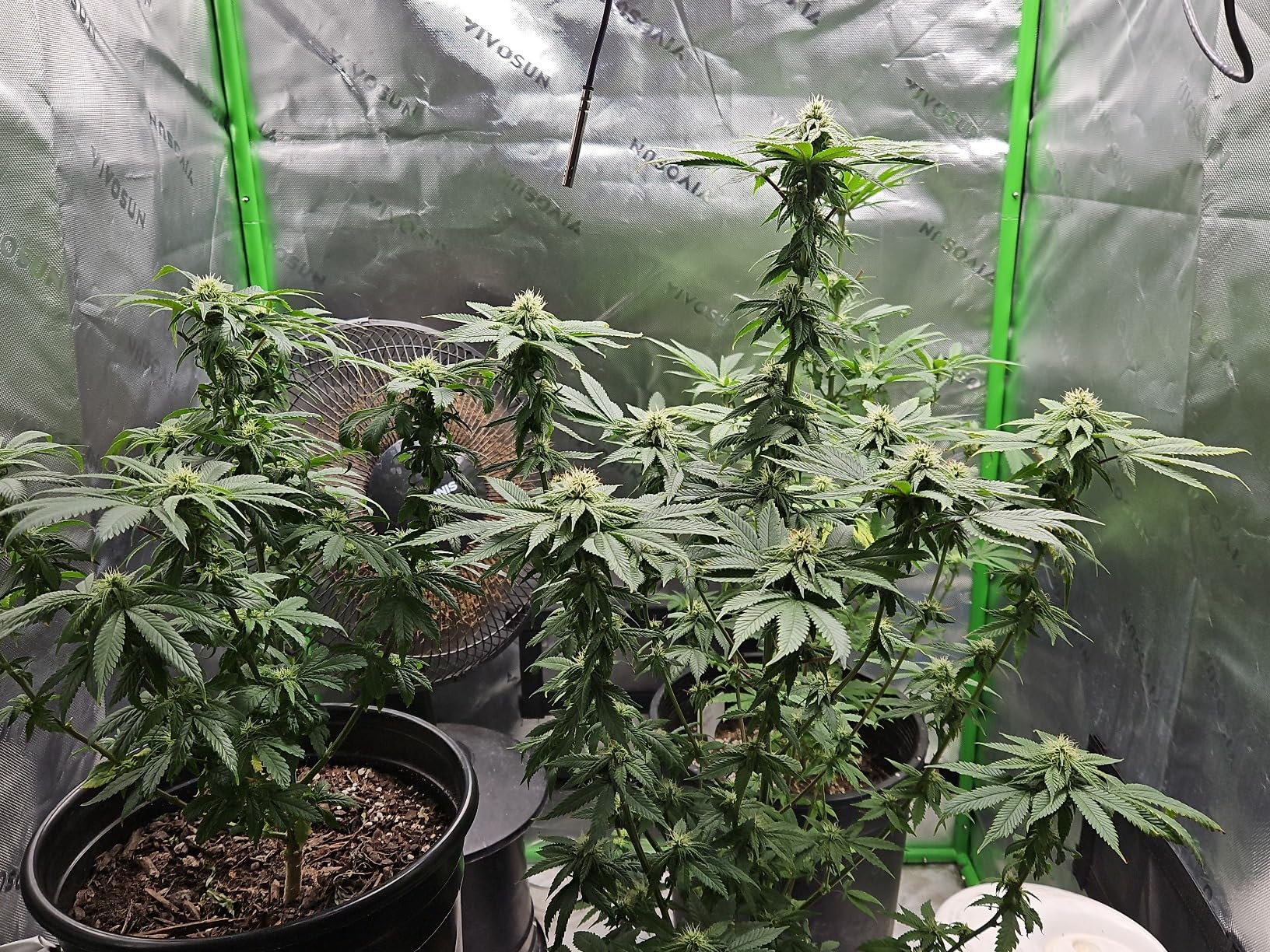 Humboldts Secret Starter Kit Pack | Indoor and Outdoor Plant Fertilizer and Hydroponic Nutrients | Base A & B, CalMag and Iron, Golden Tree, Flower Stacker, Plant Enzymes | Complete Garden System customer photo 2