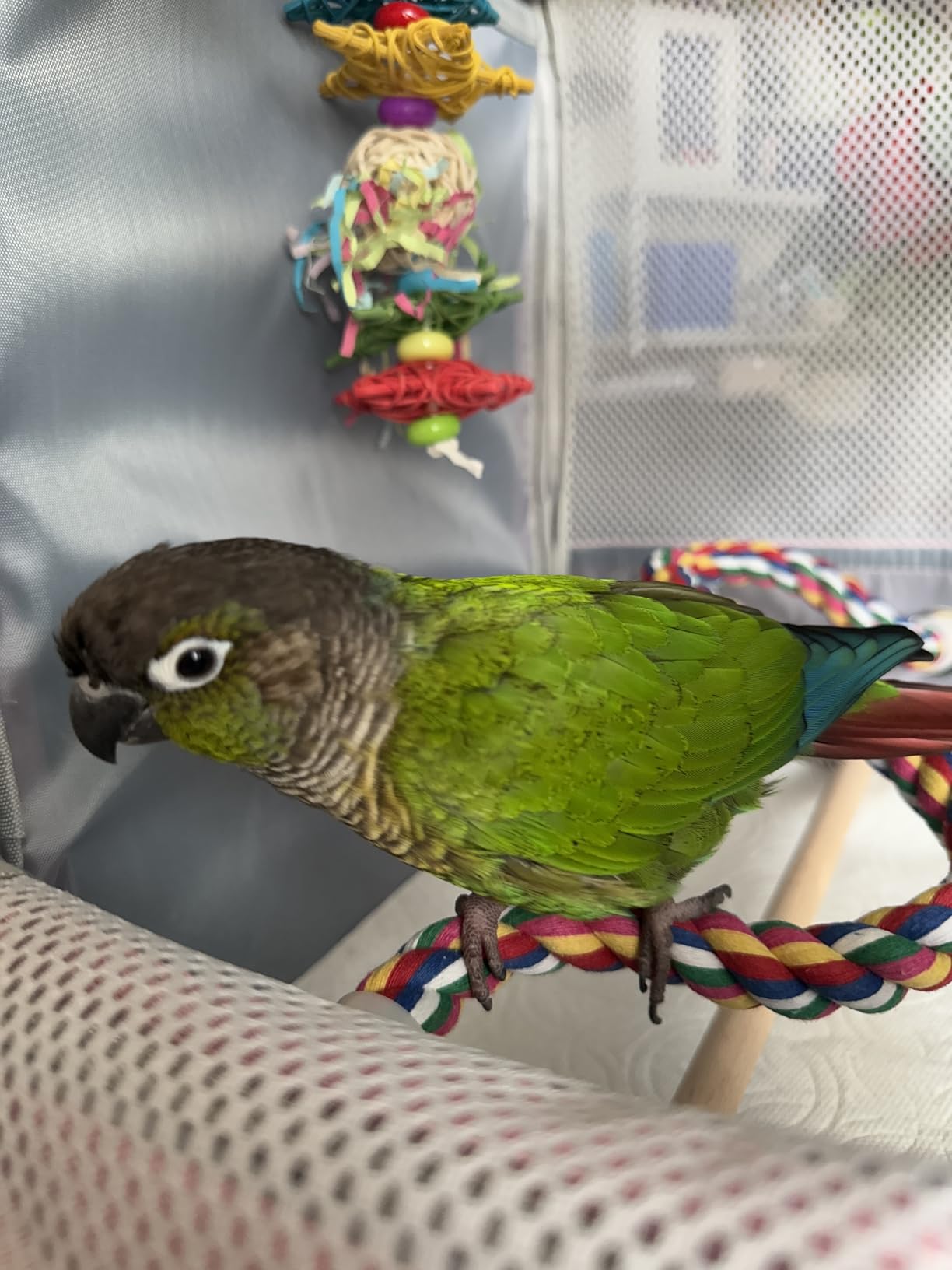 Bird Rope Perches, Parrot Toys 33 inches Rope Bungee Bird Toy (33 inches)[1 Pack] customer photo 1