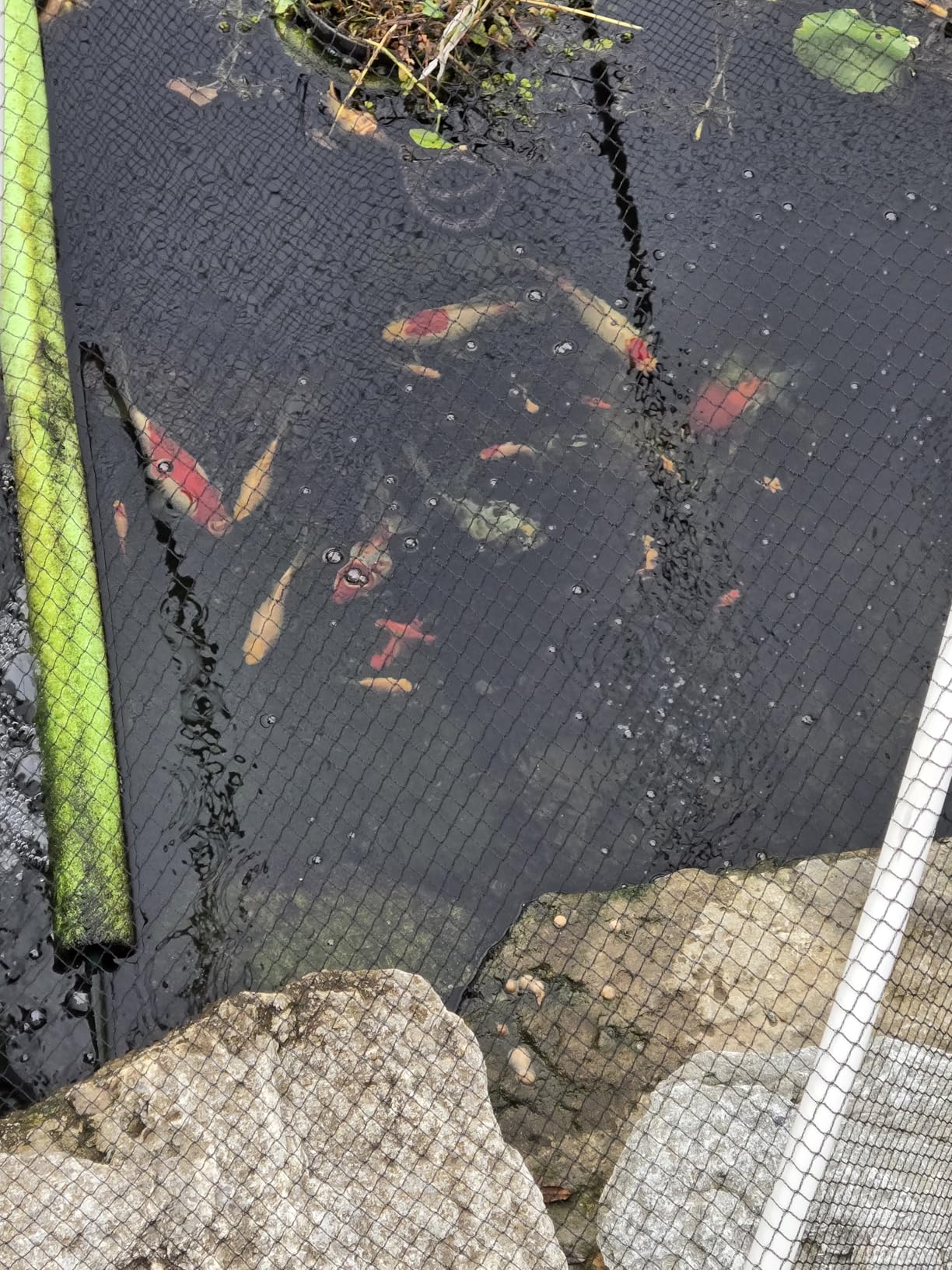 MICROBE-LIFT MLLWGSM Cold Weather Floating Fish Food Pellets with Wheat Germ for Ponds, Water Gardens, and Fountains, for Live Goldfish and Koi, 12 Ounces customer photo 1