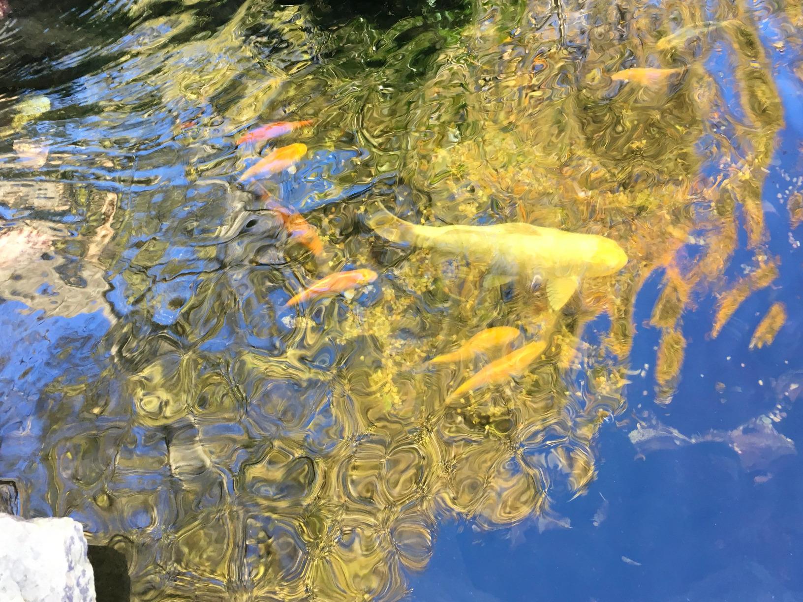 MICROBE-LIFT MLLWGSM Cold Weather Floating Fish Food Pellets with Wheat Germ for Ponds, Water Gardens, and Fountains, for Live Goldfish and Koi, 12 Ounces customer photo 2