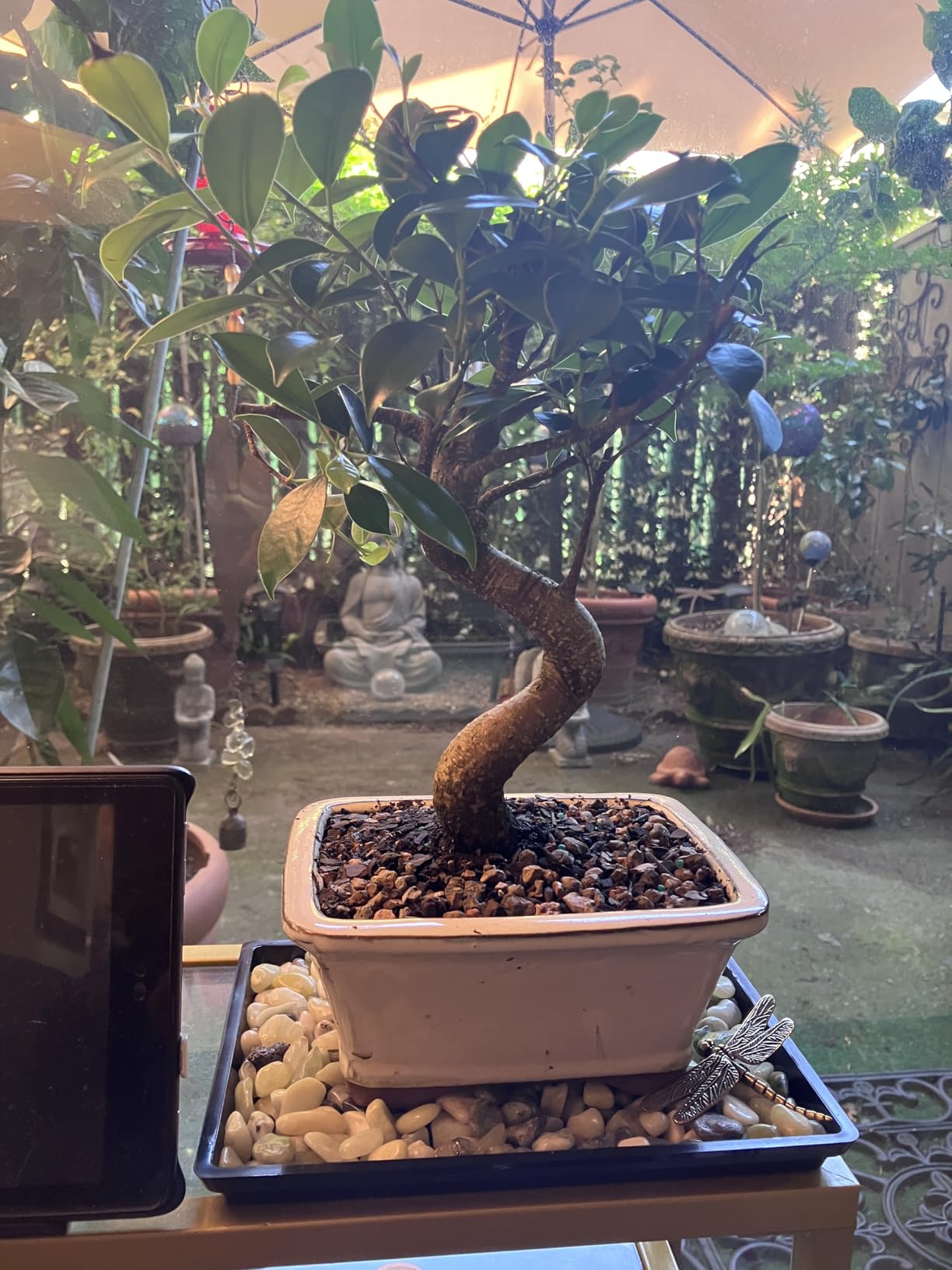 Brussel's Bonsai - Live Golden Gate Ficus Bonsai Tree with Ceramic Bonsai Pot & Humidity Tray, Indoor Bonsai Plant, 10 Years Old, 16-20 Inches Tall, Easy Care Houseplant for Home or Office (Large) customer photo 2