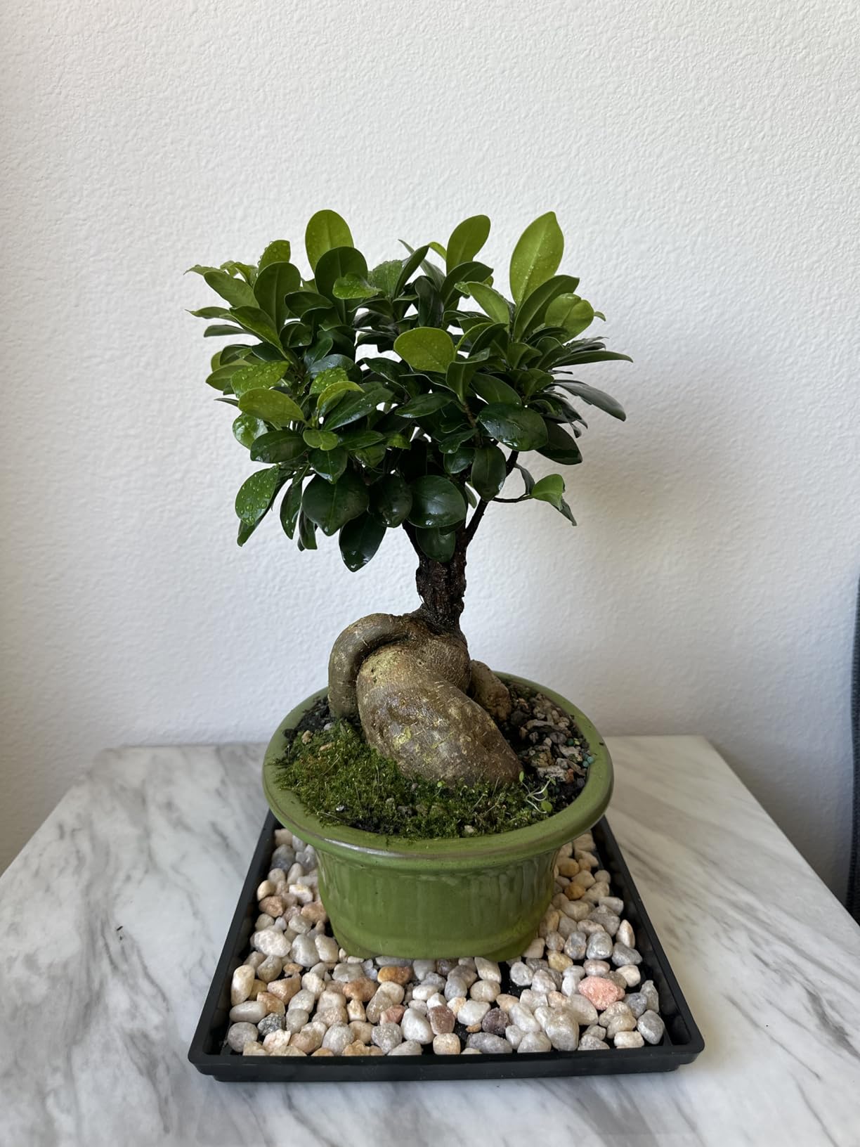 Brussel's Bonsai Live Ginseng Grafted Ficus Indoor Bonsai Tree - Medium, 6 Year, 8 to 12 In - Live Bonsai Tree in Ceramic Bonsai Pot and Humidity Tray customer photo 1