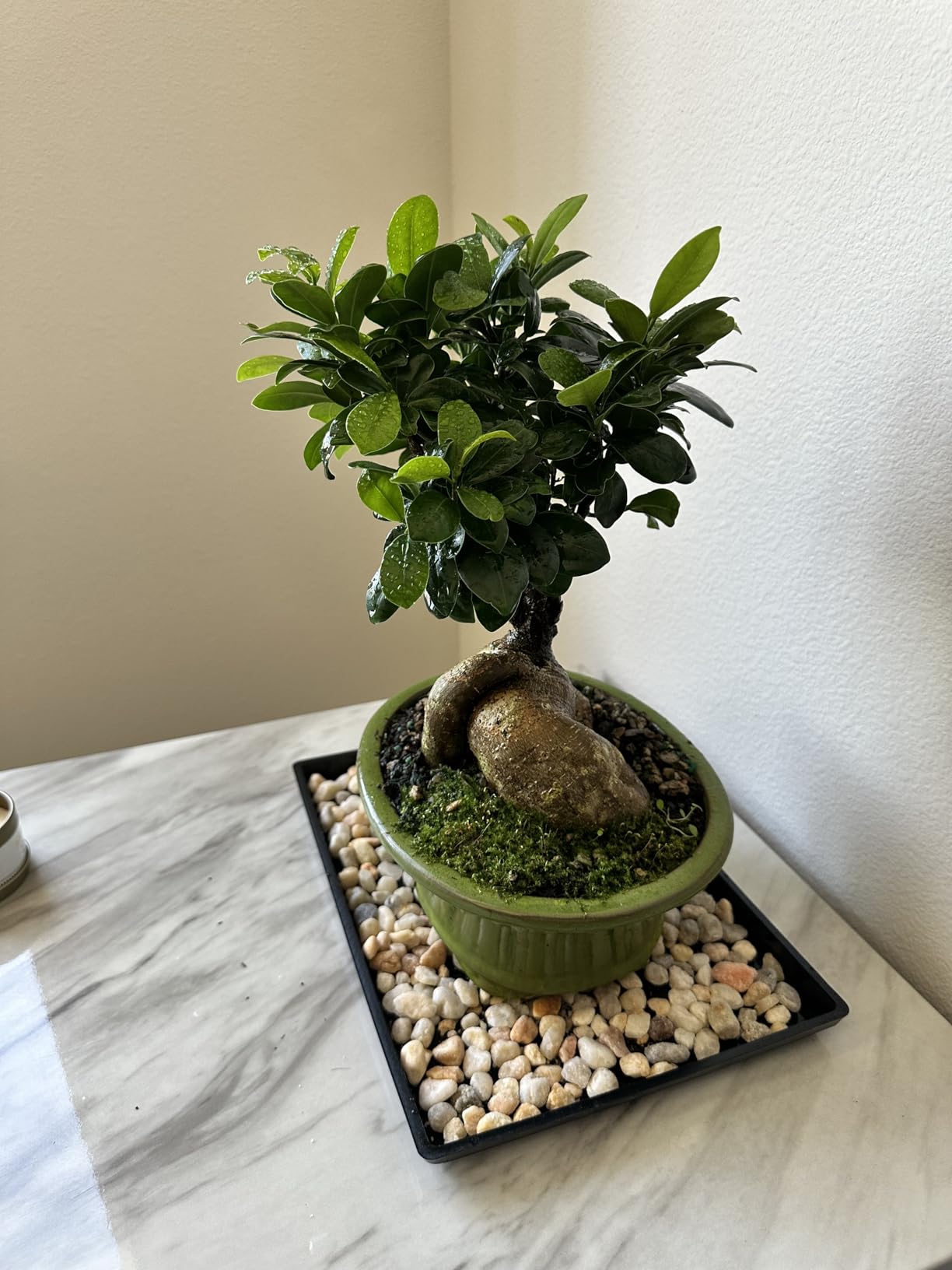 Brussel's Bonsai Live Ginseng Grafted Ficus Indoor Bonsai Tree - Medium, 6 Year, 8 to 12 In - Live Bonsai Tree in Ceramic Bonsai Pot and Humidity Tray customer photo 2