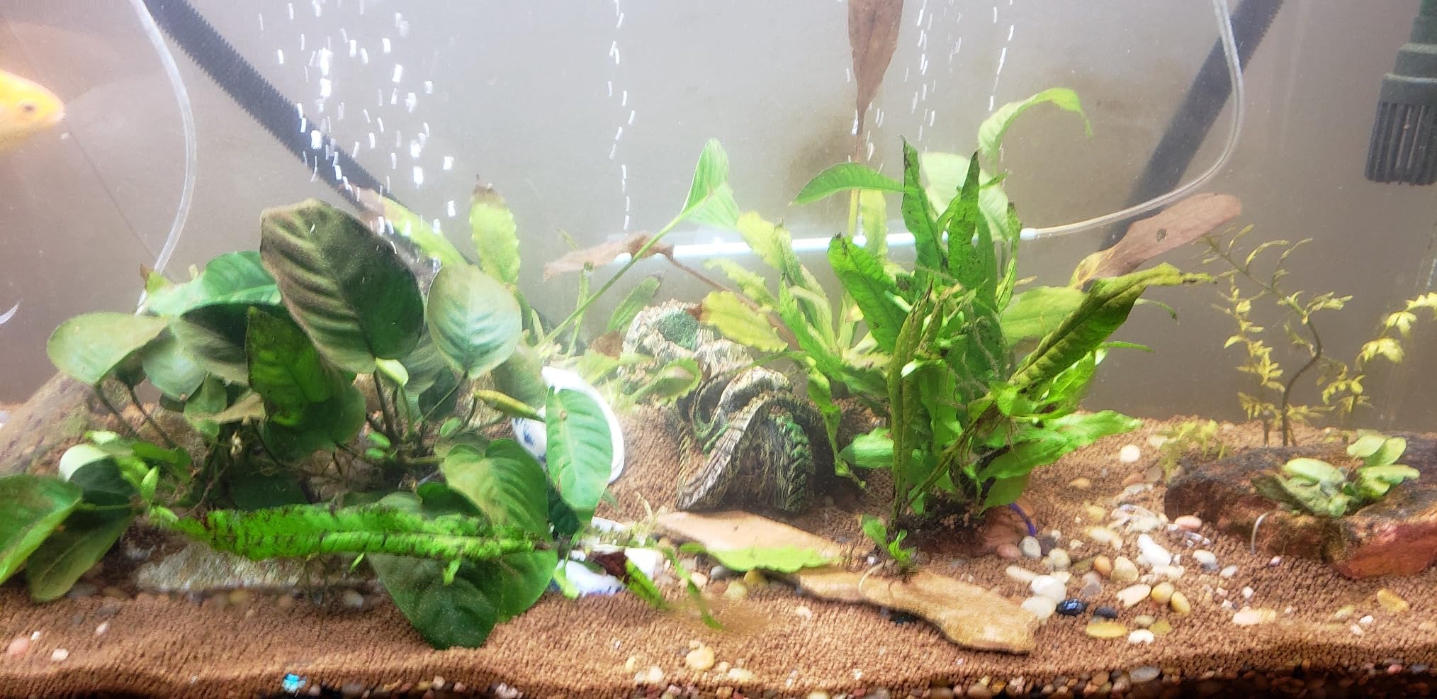 Ultum Nature Systems Controsoil - Freshwater Aqua Soil Substrate, Black, Normal (1 Liter) customer photo 1