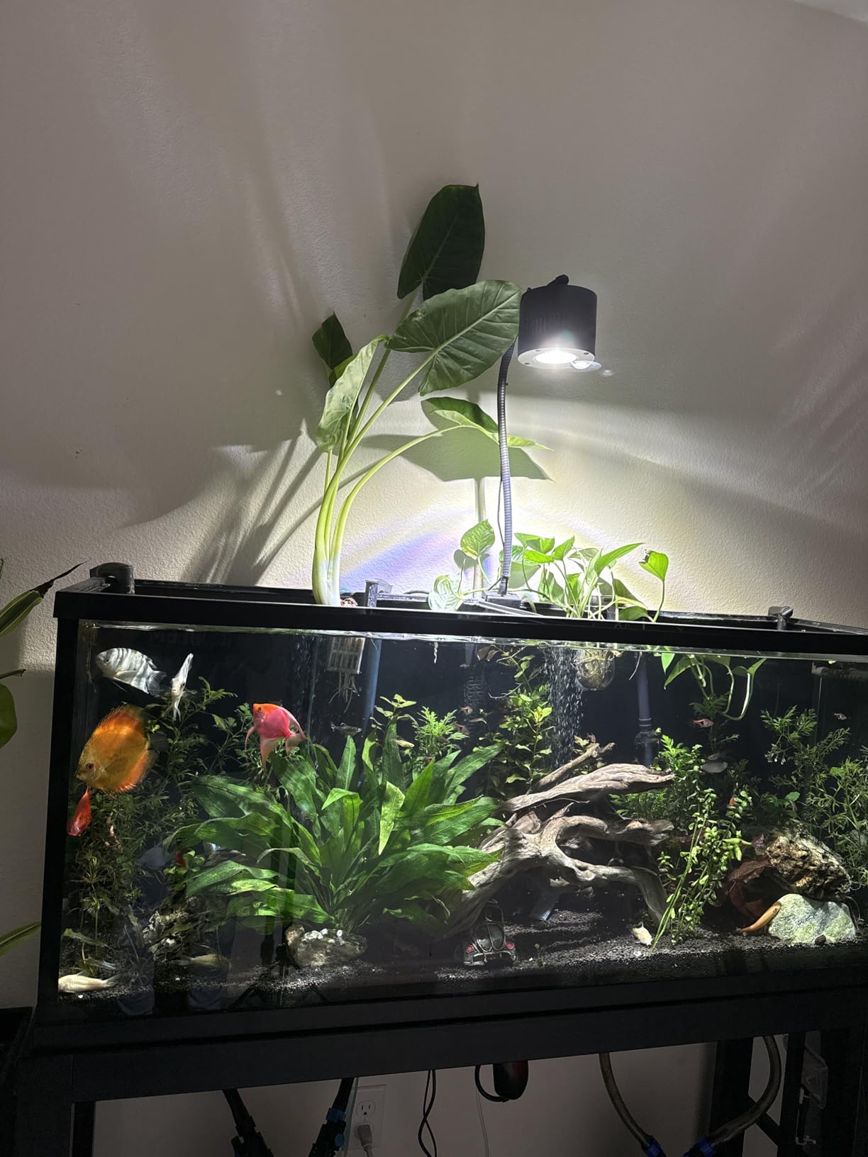 Ultum Nature Systems Controsoil - Freshwater Aqua Soil Substrate, Black, Normal (1 Liter) customer photo 2