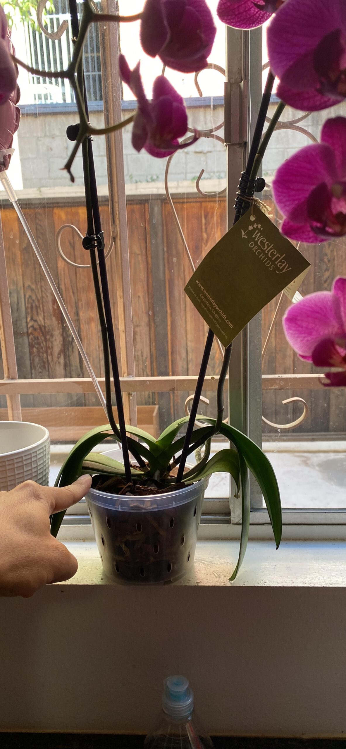 Orchid Pots with Holes Cymbidium Phalaenopsis Orchid Pot Indoor Clear Plastic Vanda Plant Pots Set (5.5 inch) 140 mm customer photo 1